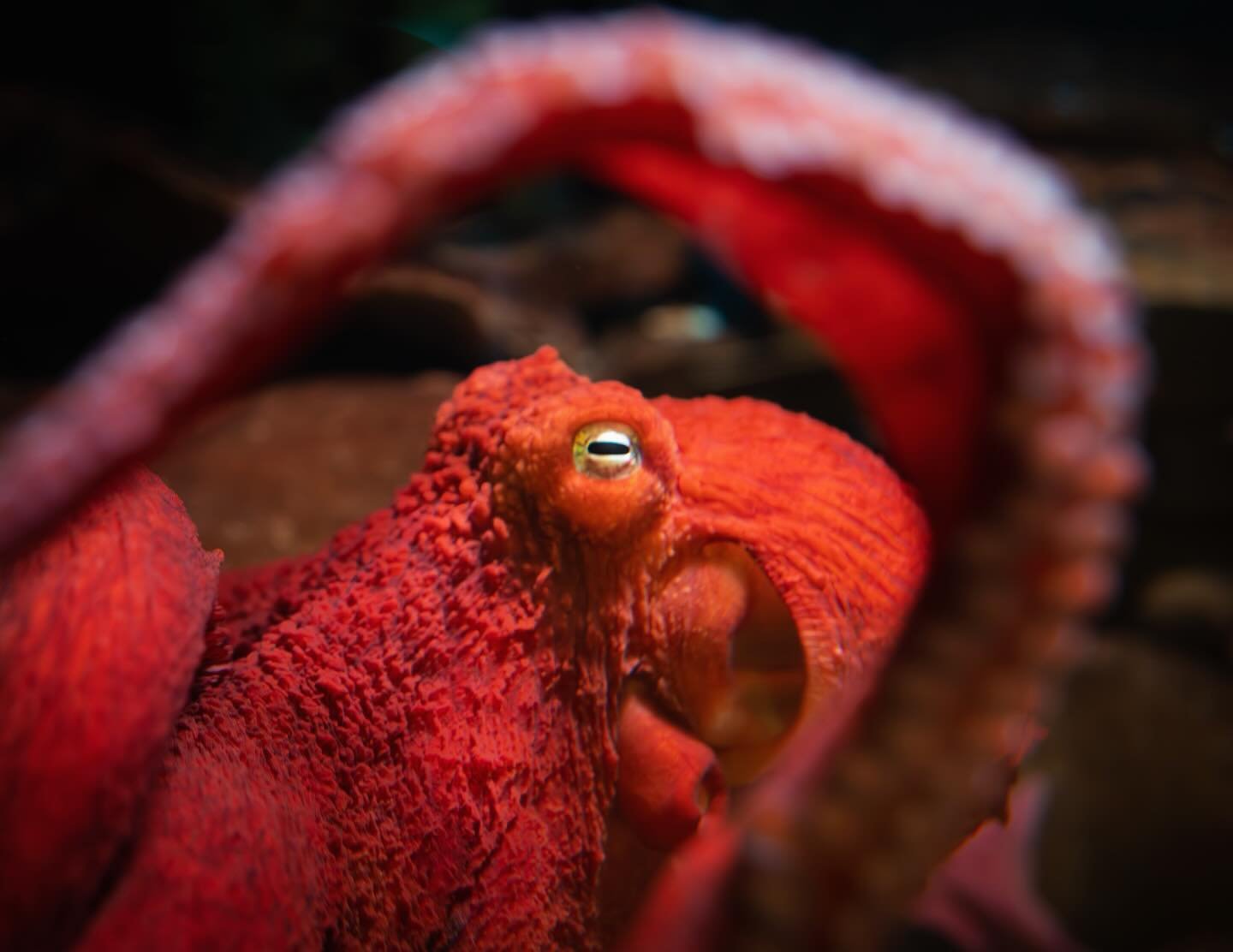 Just a mythical sea beast with commitment issues. 🐙 #KrackenLackin