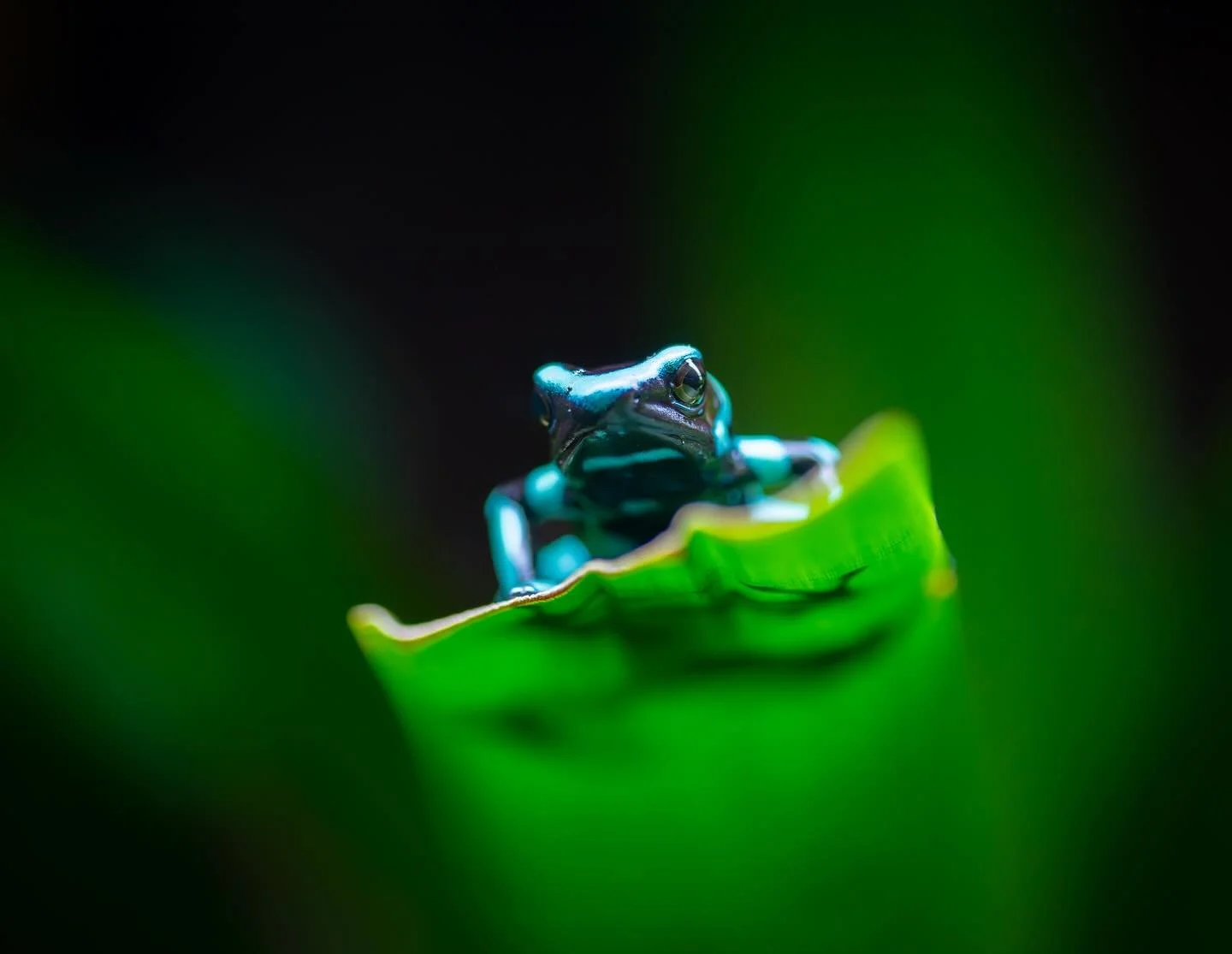 Living life on the edge&hellip;but make it colorful 🐸🌈🤙🏼