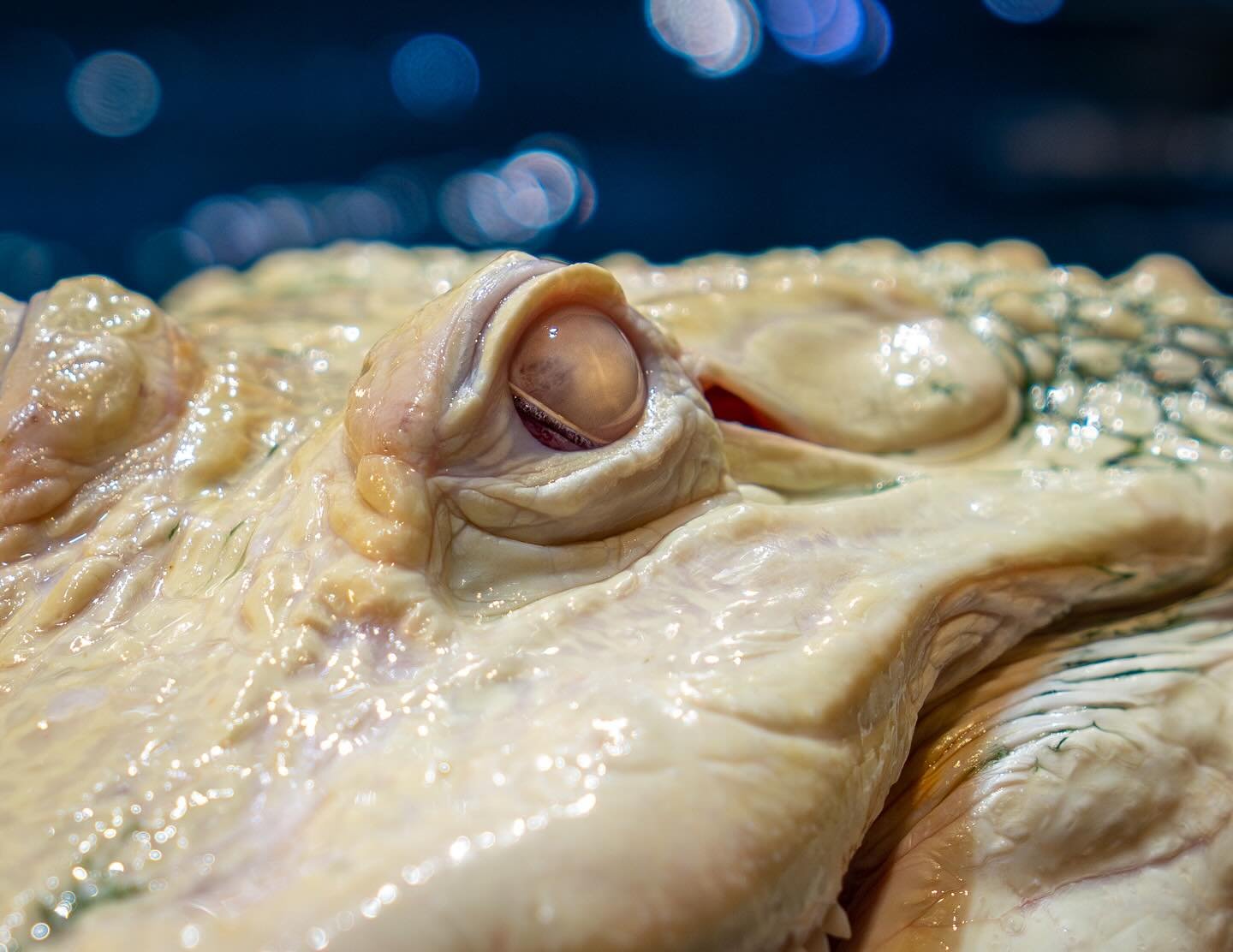 Avoiding the sun, but stealing the spotlight. Got that gator glow! ✨🐊#PaleAndProud 
.
.
.
#sony #sonyalpha #albino #albinoanimals #alligator #georgia #atlanta #georgiaaquarium #gator