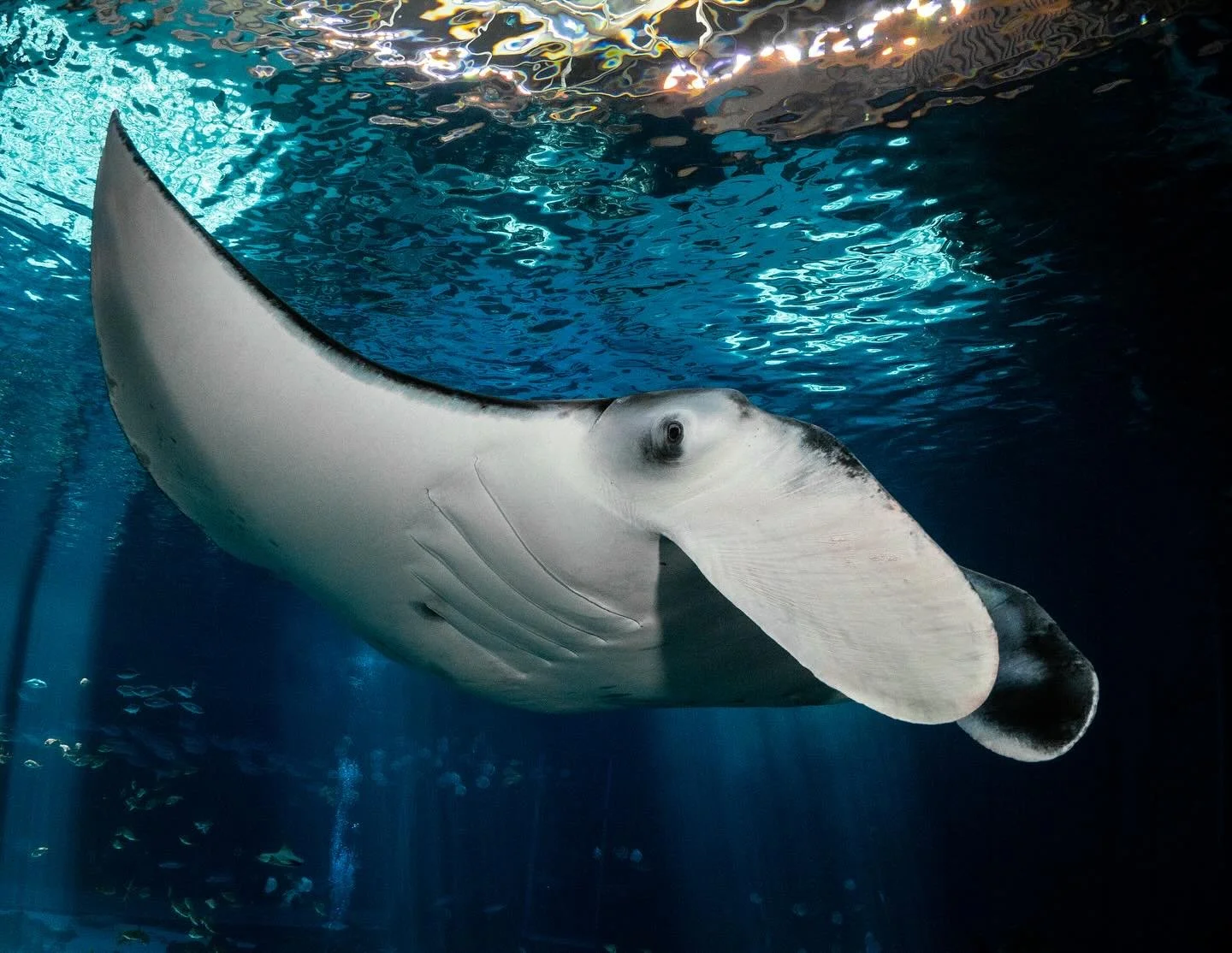 Hey&hellip;👋🏼
.
.
.
#manta #mantaray #panasoniclumix #georgiaaquarium #atl #underwaterphotography