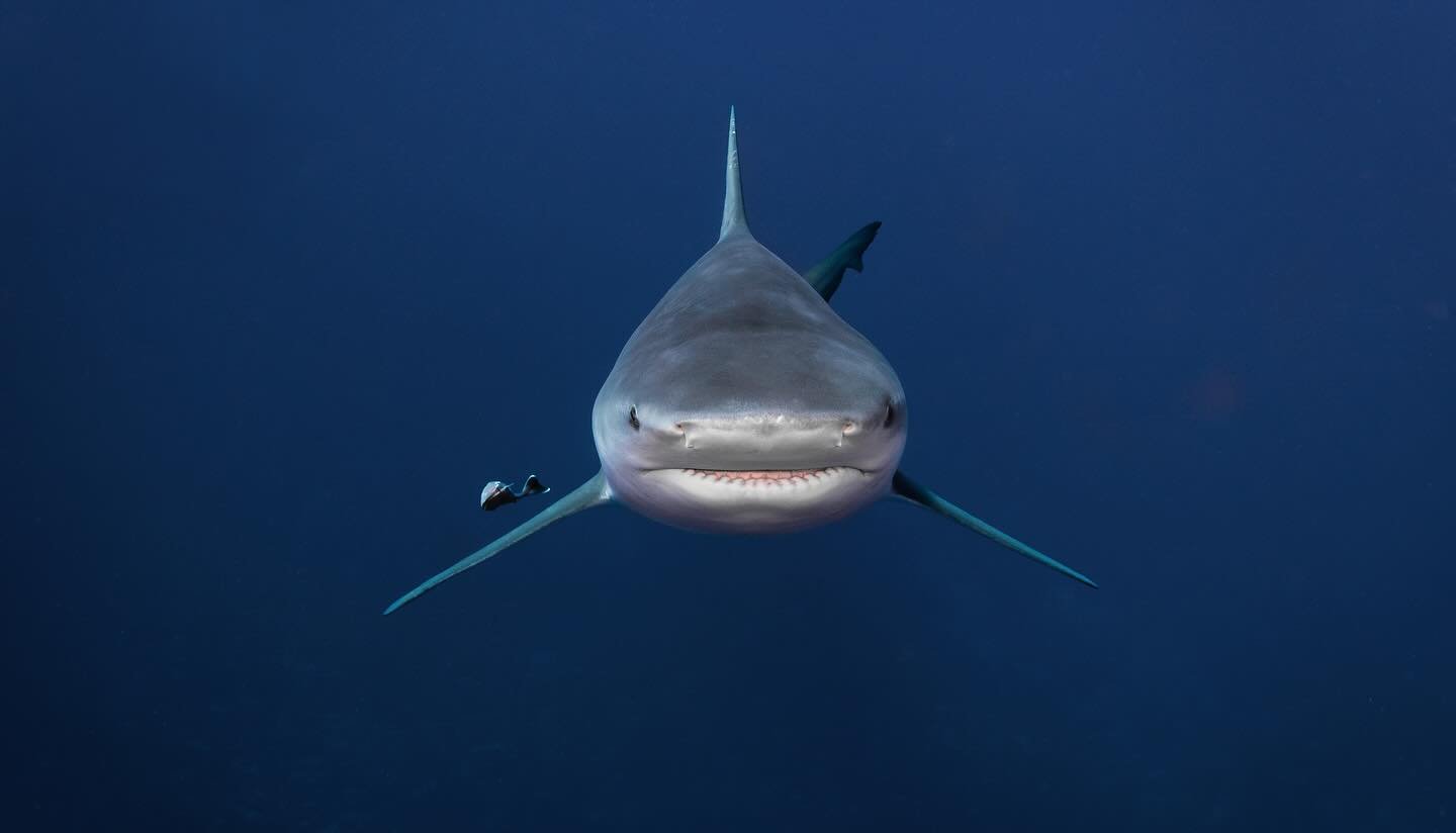 POV: A beautiful bull comes up to ask what lens you&rsquo;re using. 🤙🏼📷🦈
.
.
.
#bullshark #underwaterphotography #shark #sharkweek #sonyalpha #cannonlens #sonya1 #scuba