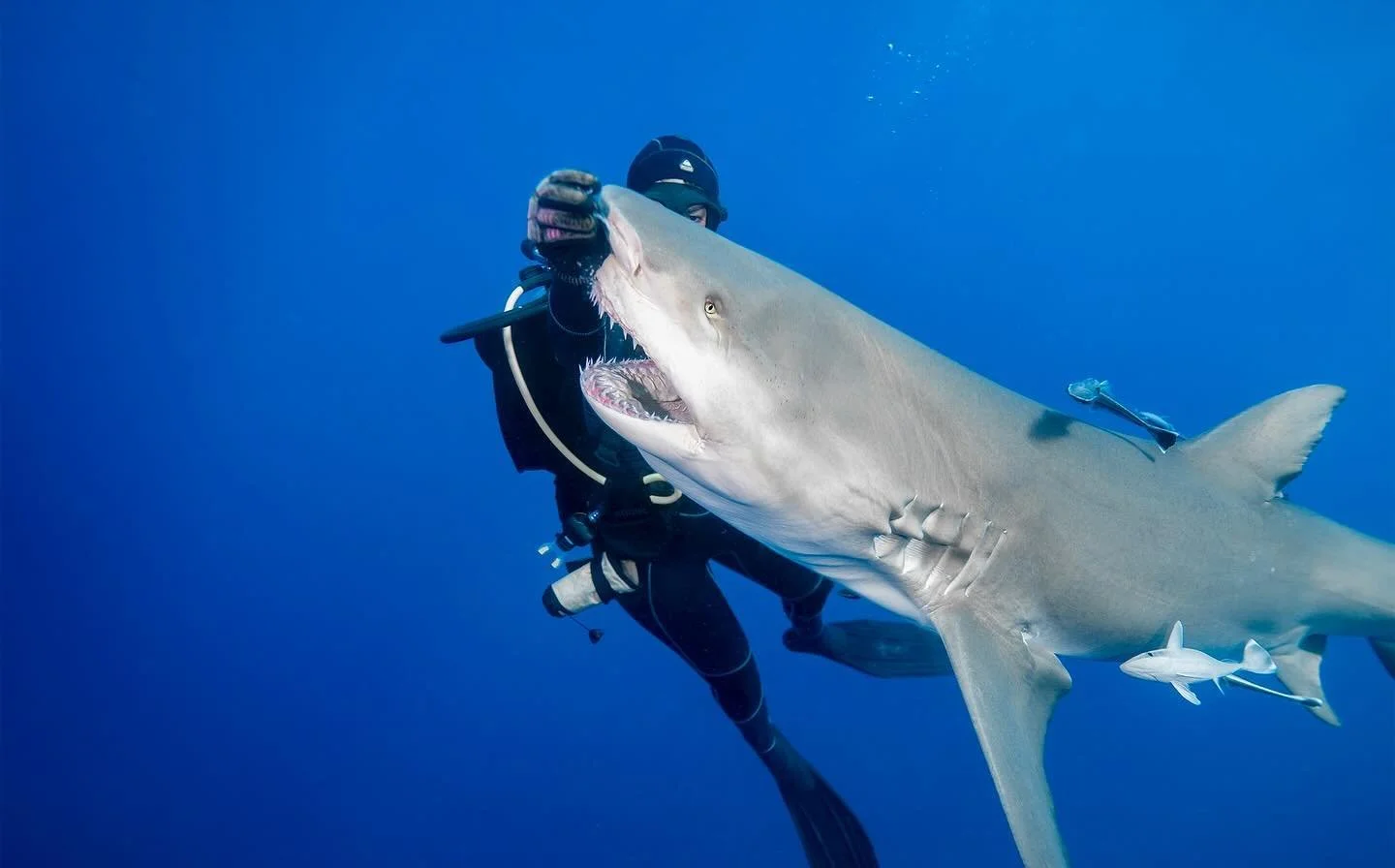 Take me back to warmer waters and @oceanraysphotography makin&rsquo; this fishy fleeex 💪🏼🤙🏼
.
.
.
#lemonshark #nauticam #sony #sonyalpha #shark #florida #palmbeach