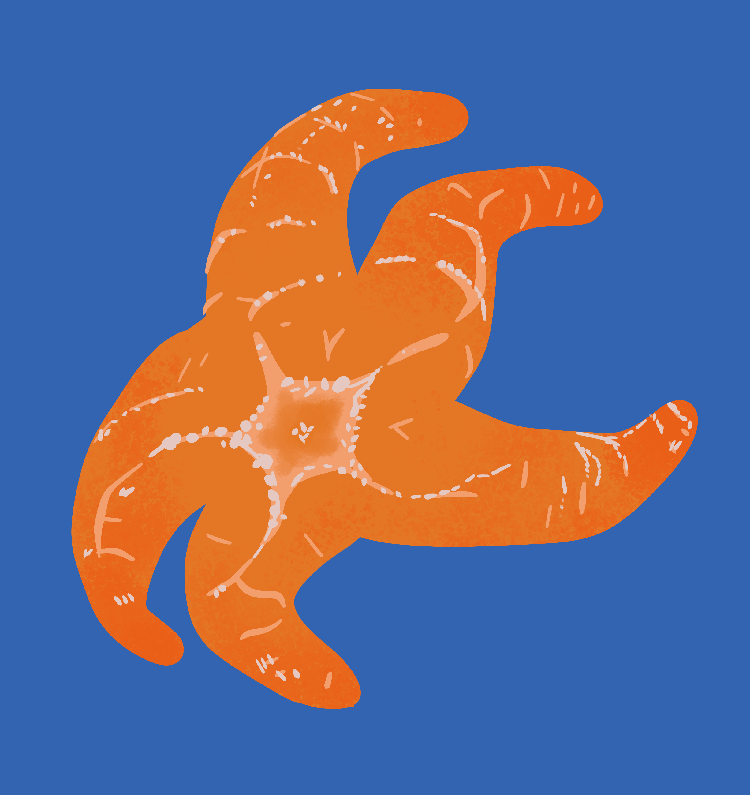 Placeholder image for sea star stickers