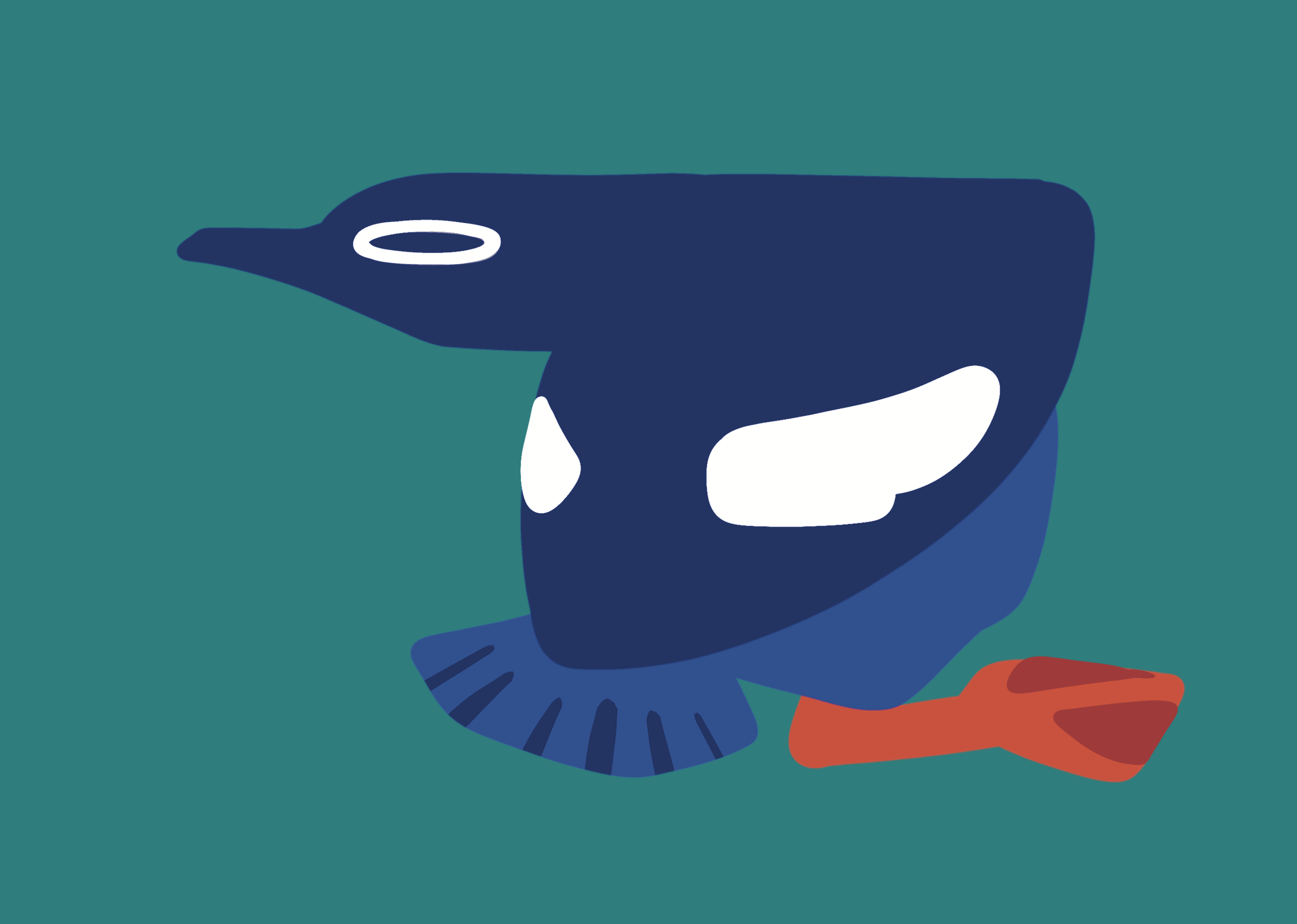 placeholder image for a pigeon guillemot in breeding season plumage. bebebebeeeee ee e e eeeeee