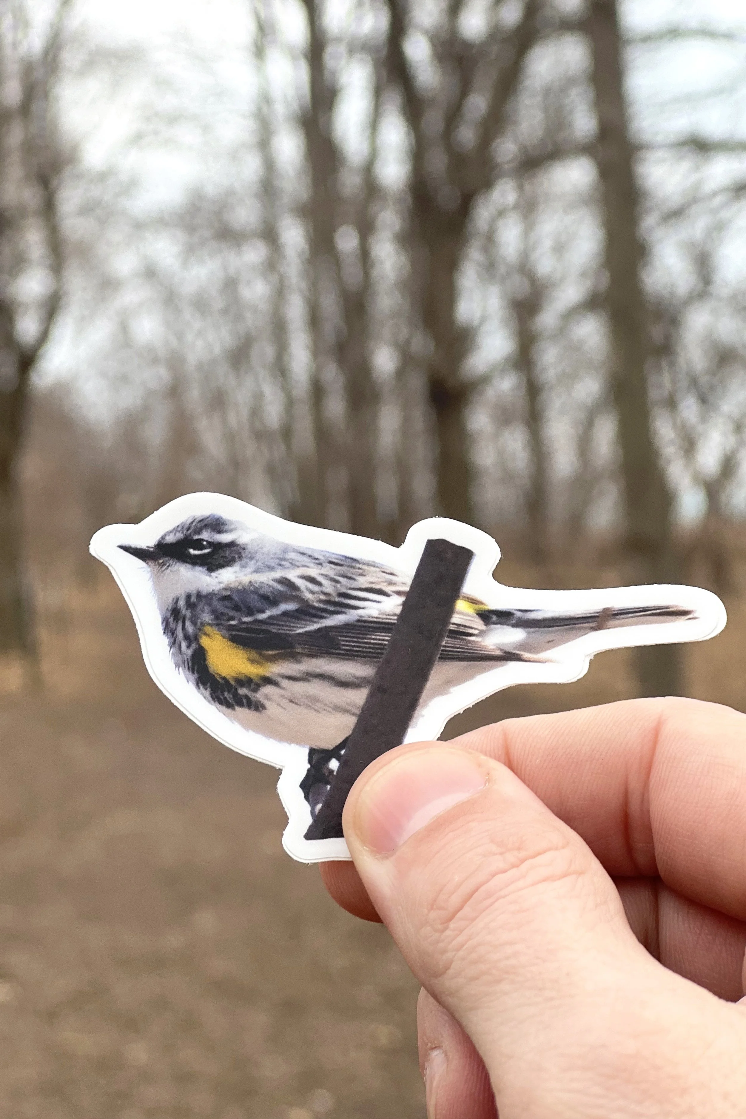 Yellow-rumped Warbler