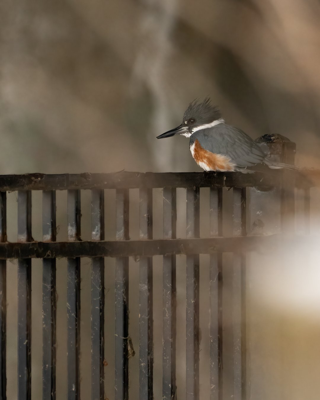 The New Obsession: Finding a Kingfisher Nest