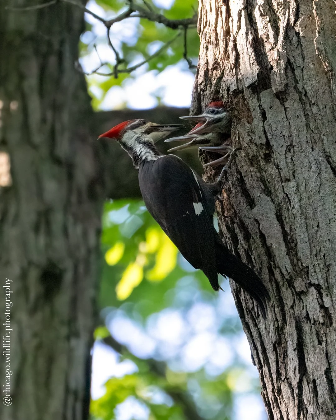 I Thought I Was Looking for a Nest