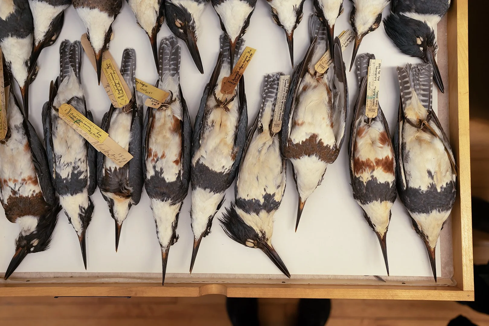 Kingfisher… At the Field Museum collections?