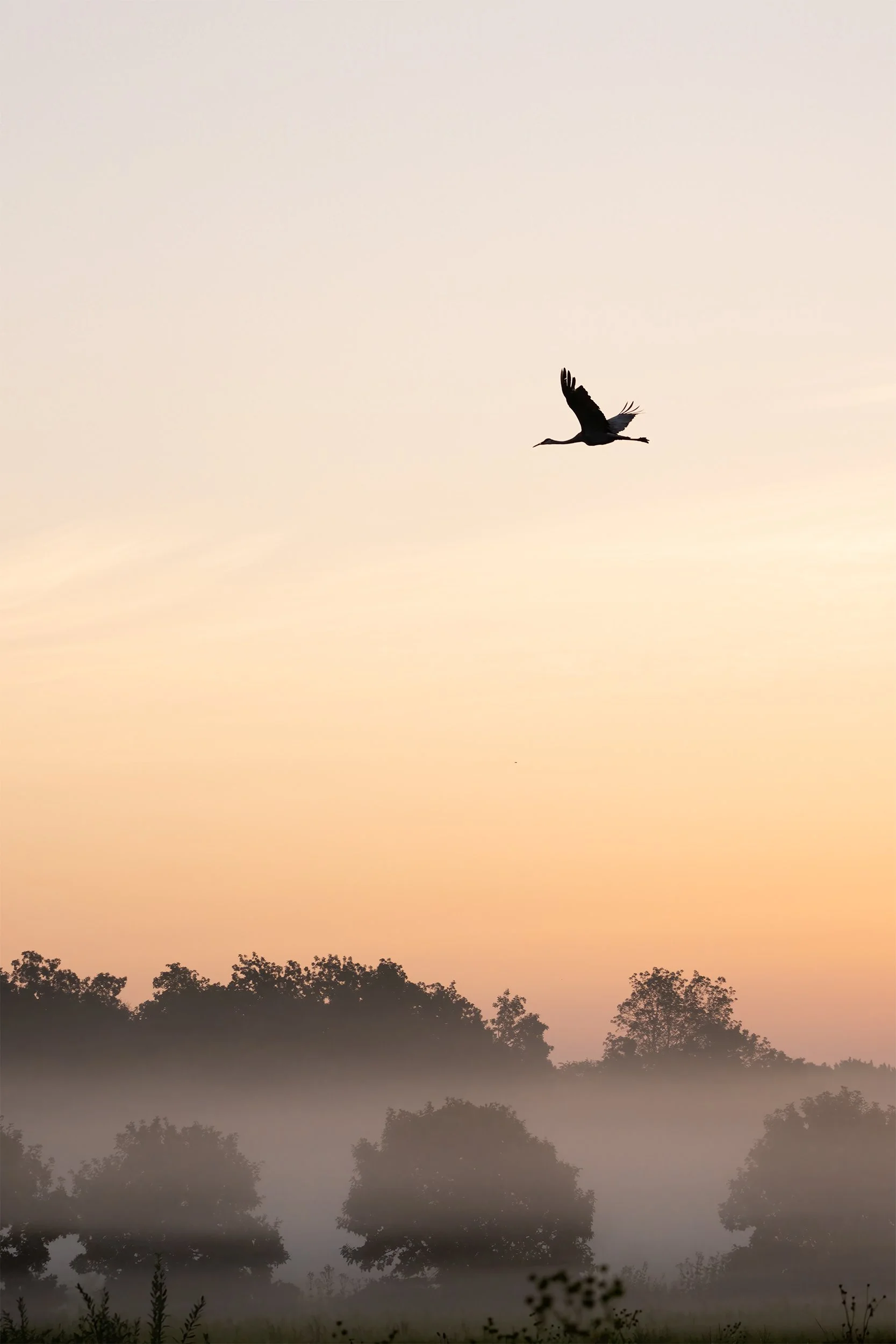Sandhill Crane Sunrise