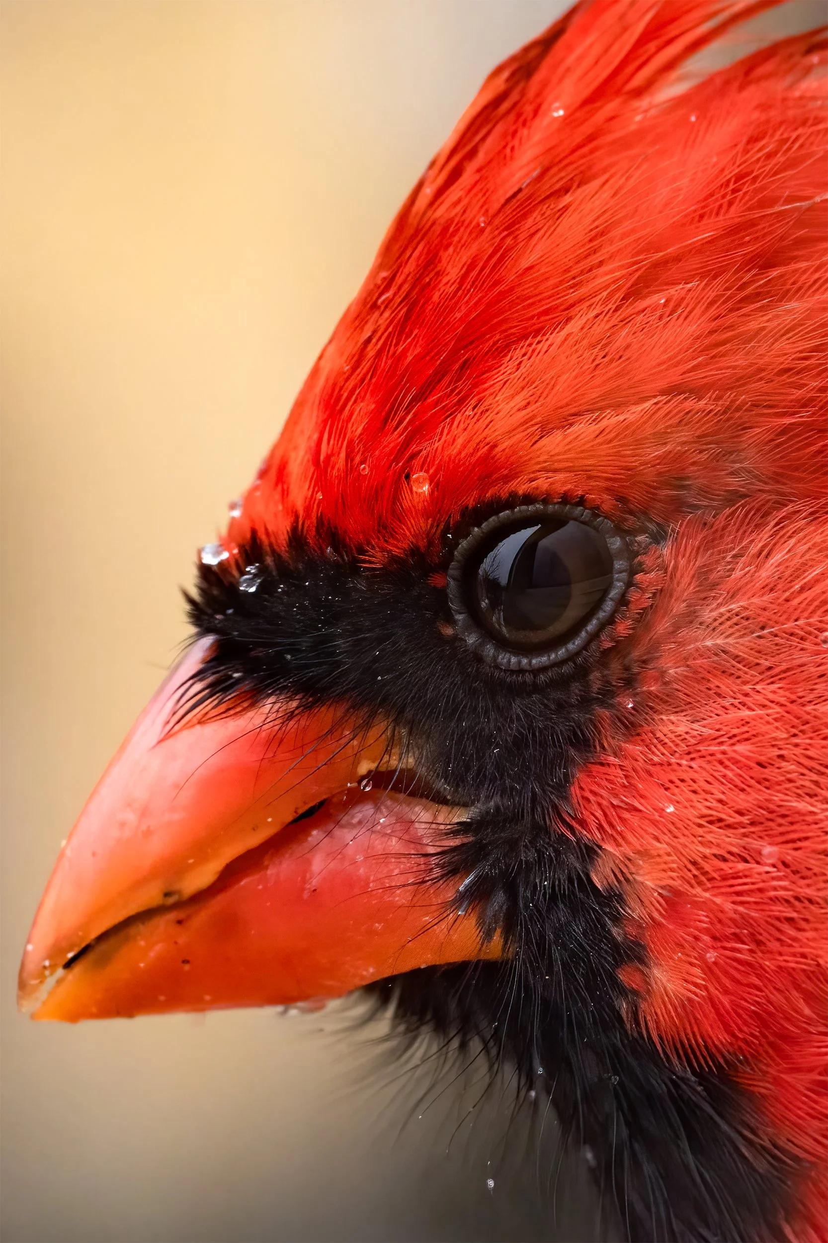 CLOSE-UP Northern Cardinal
