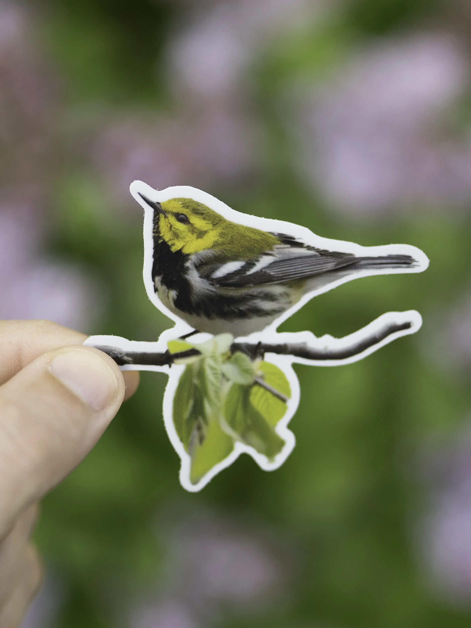 Black-throated Green Warbler