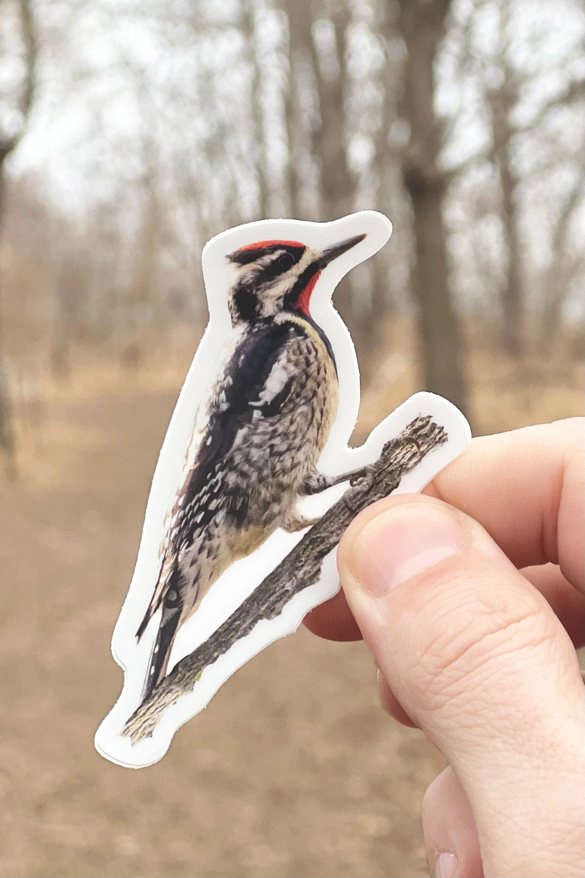 Yellow-bellied Sapsucker