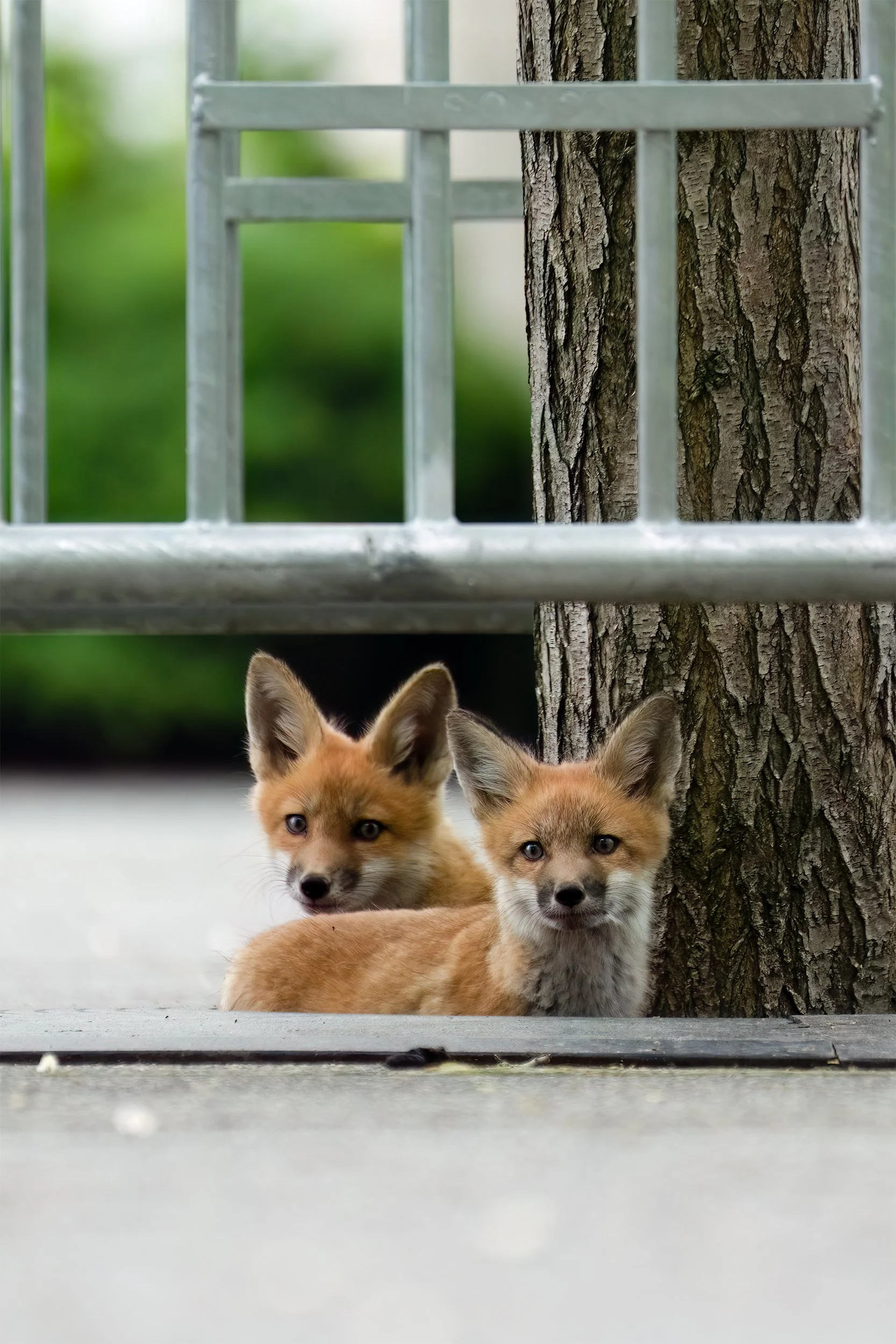 DSC09078-FoxKits-2x3crop.jpg