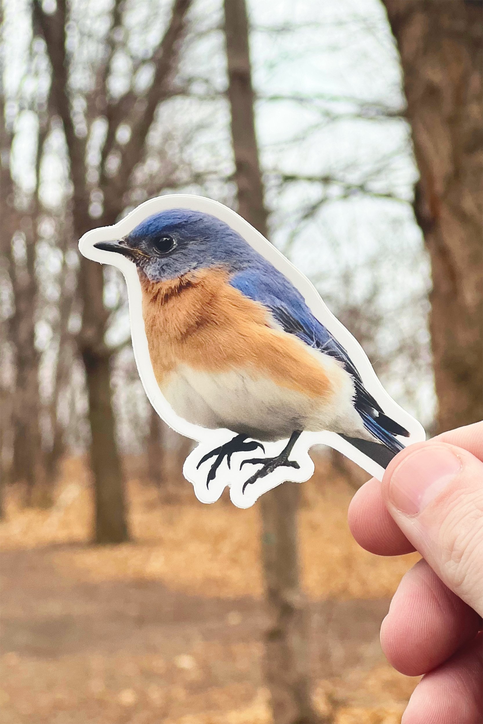 Eastern Bluebird