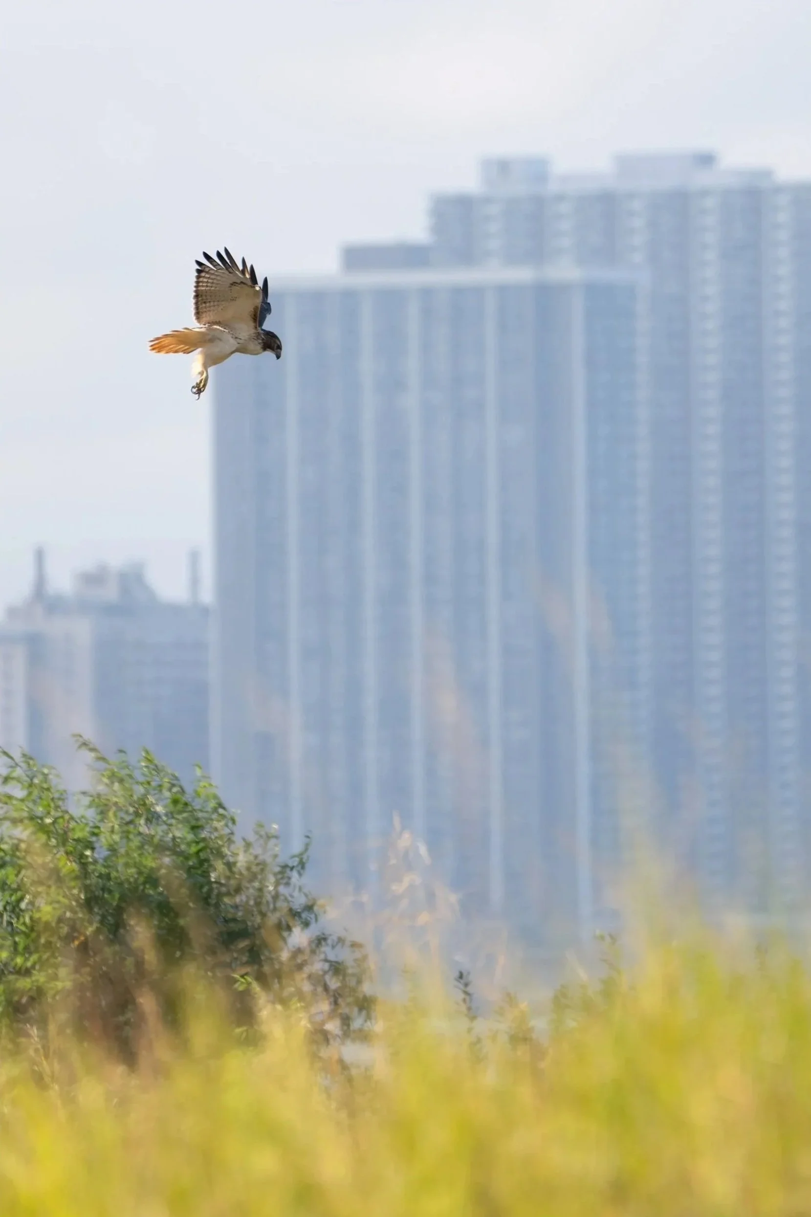 Red-tailed Hawk Skyline