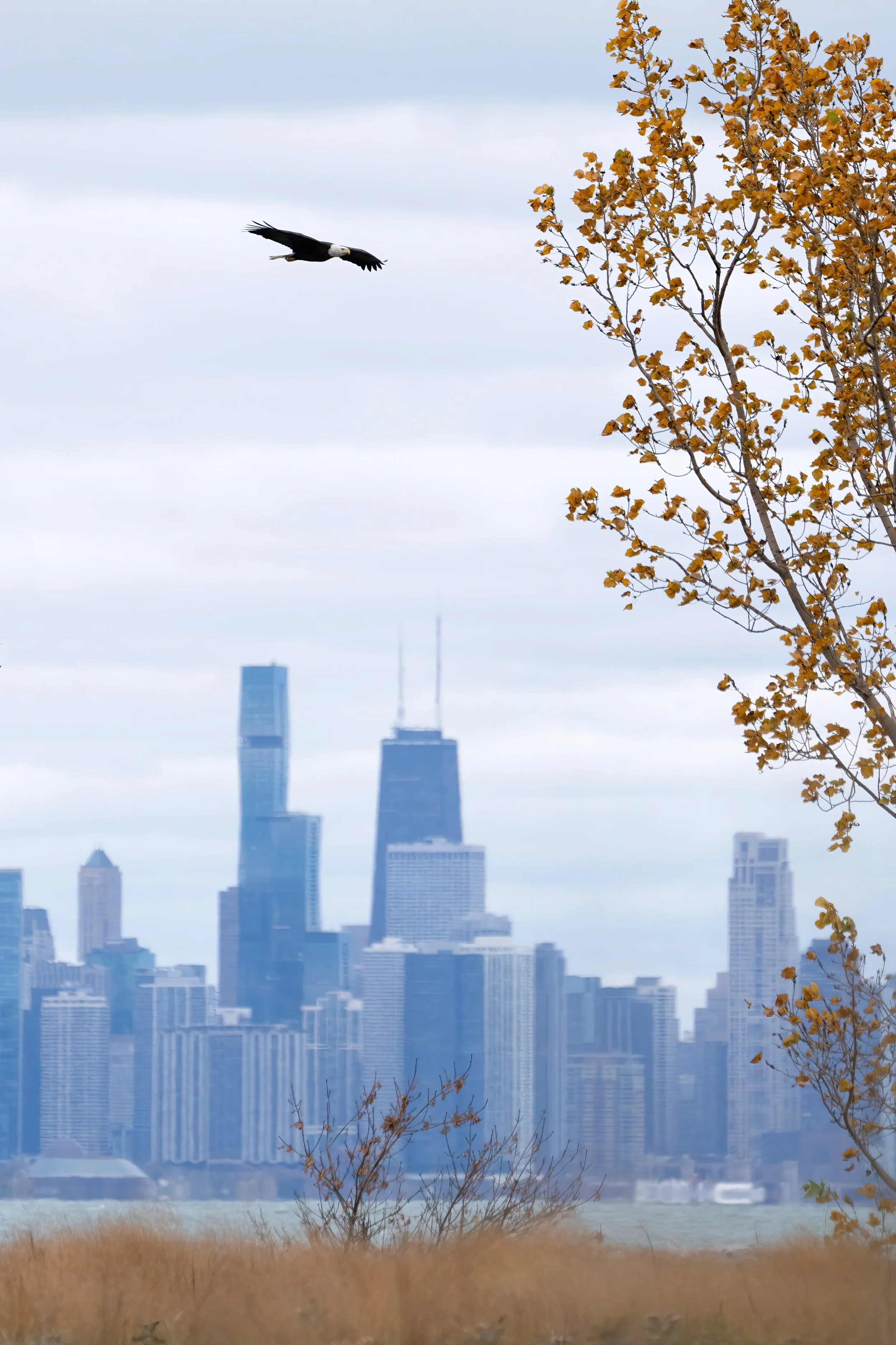 DSC03245-Edit-Baldie to enlargeBaldie 7200px-art-height-7200px.jpg