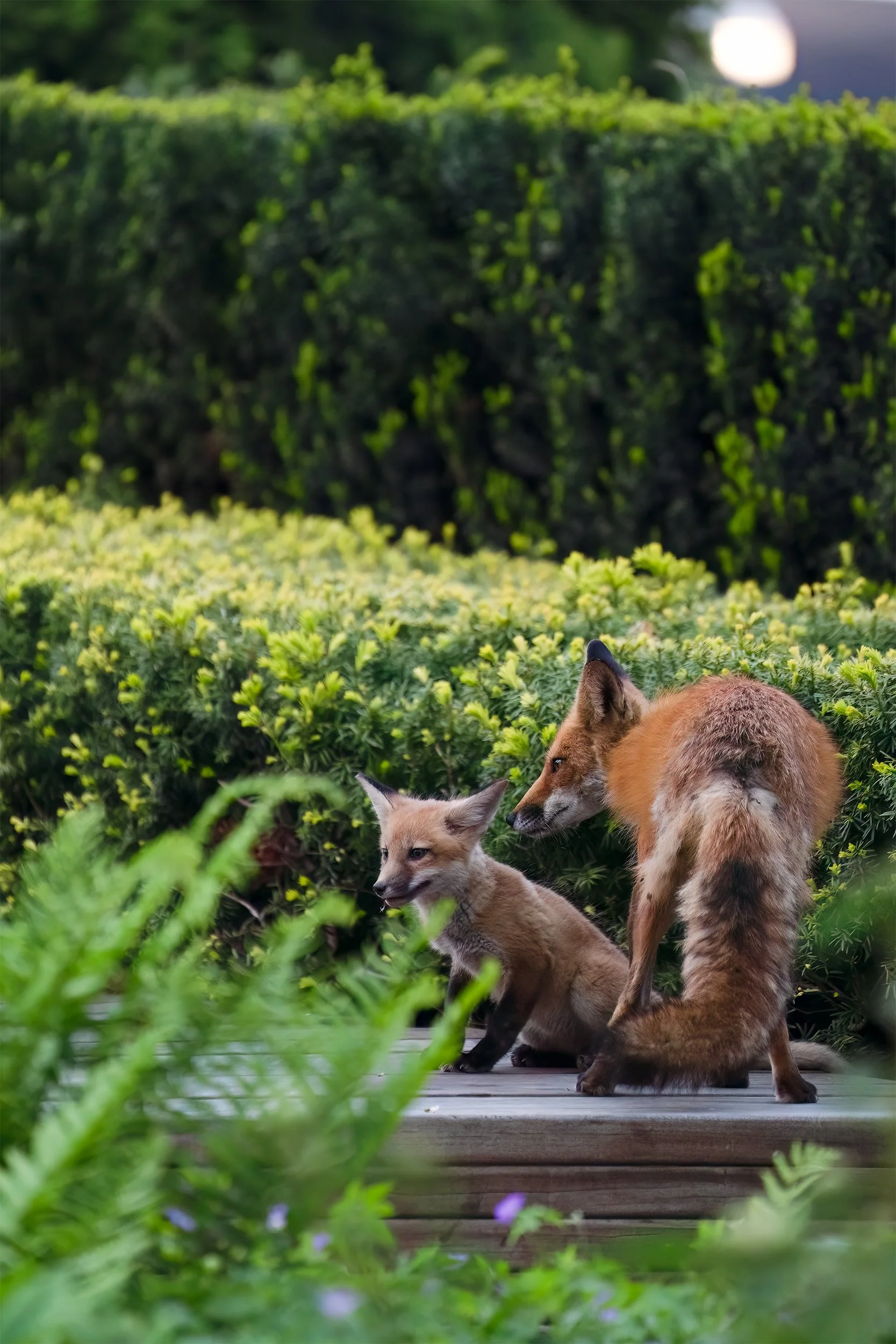 DSC09080-FoxFamily-2x3crop.jpg