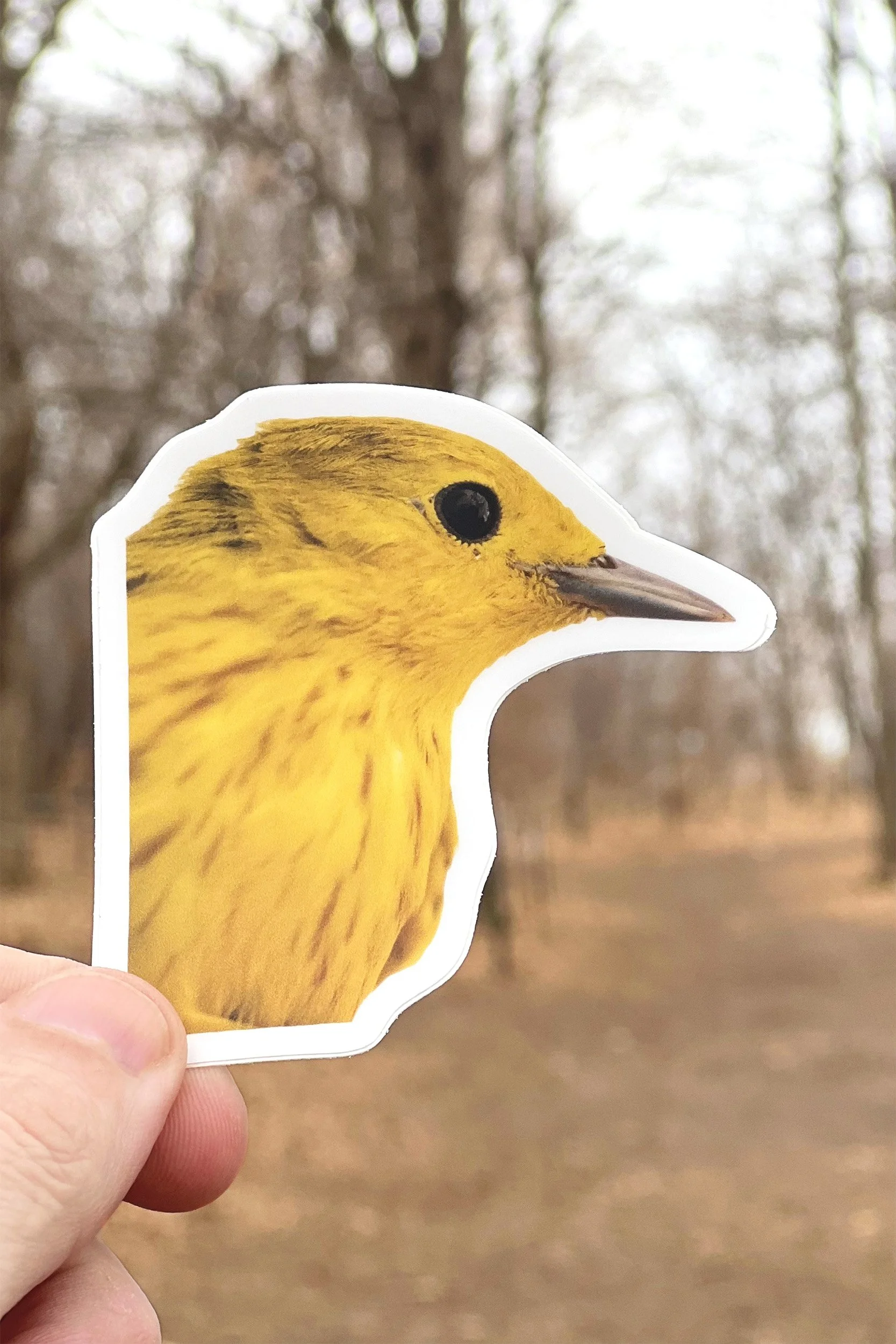 Yellow Warbler