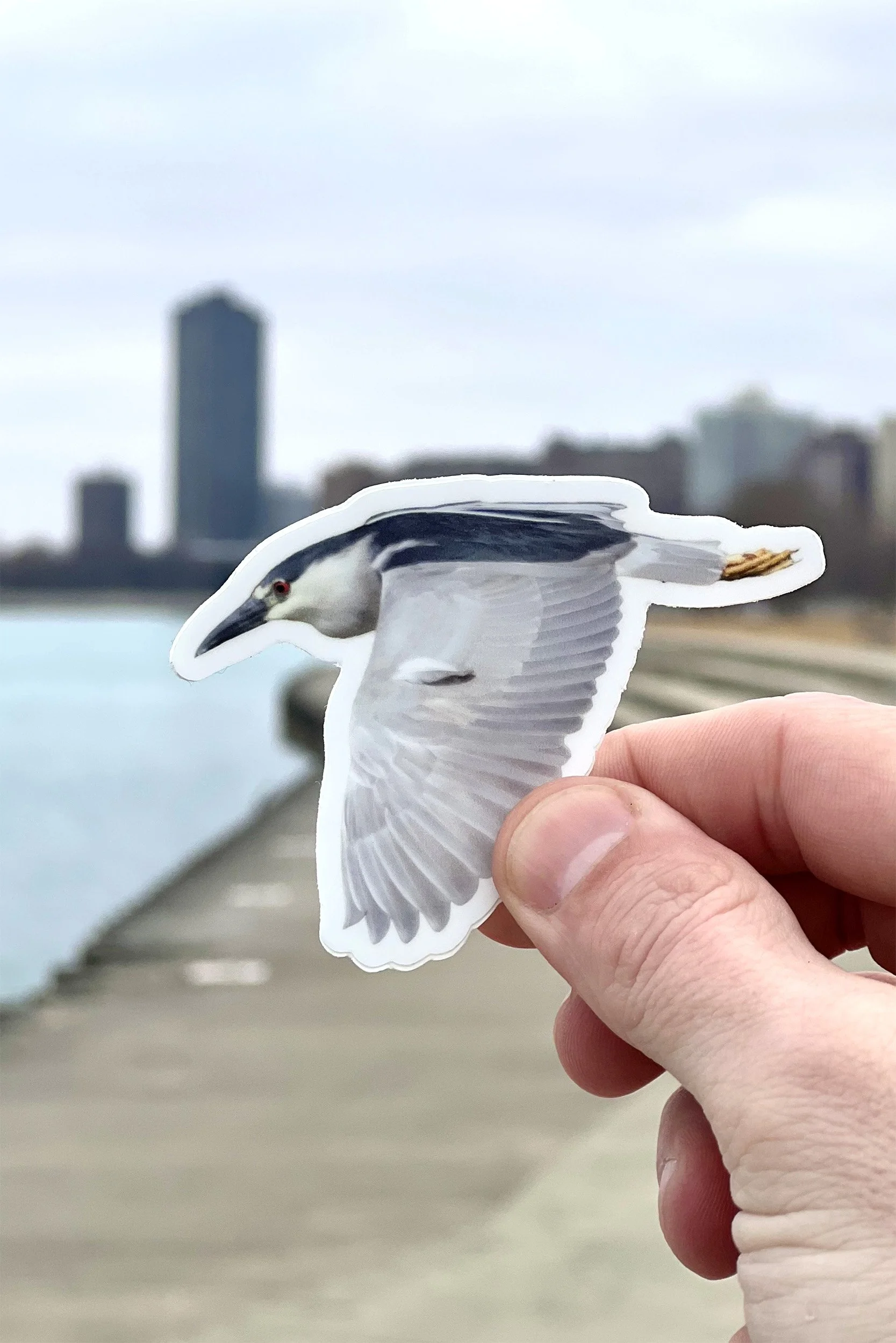 Black-crowned Night Heron