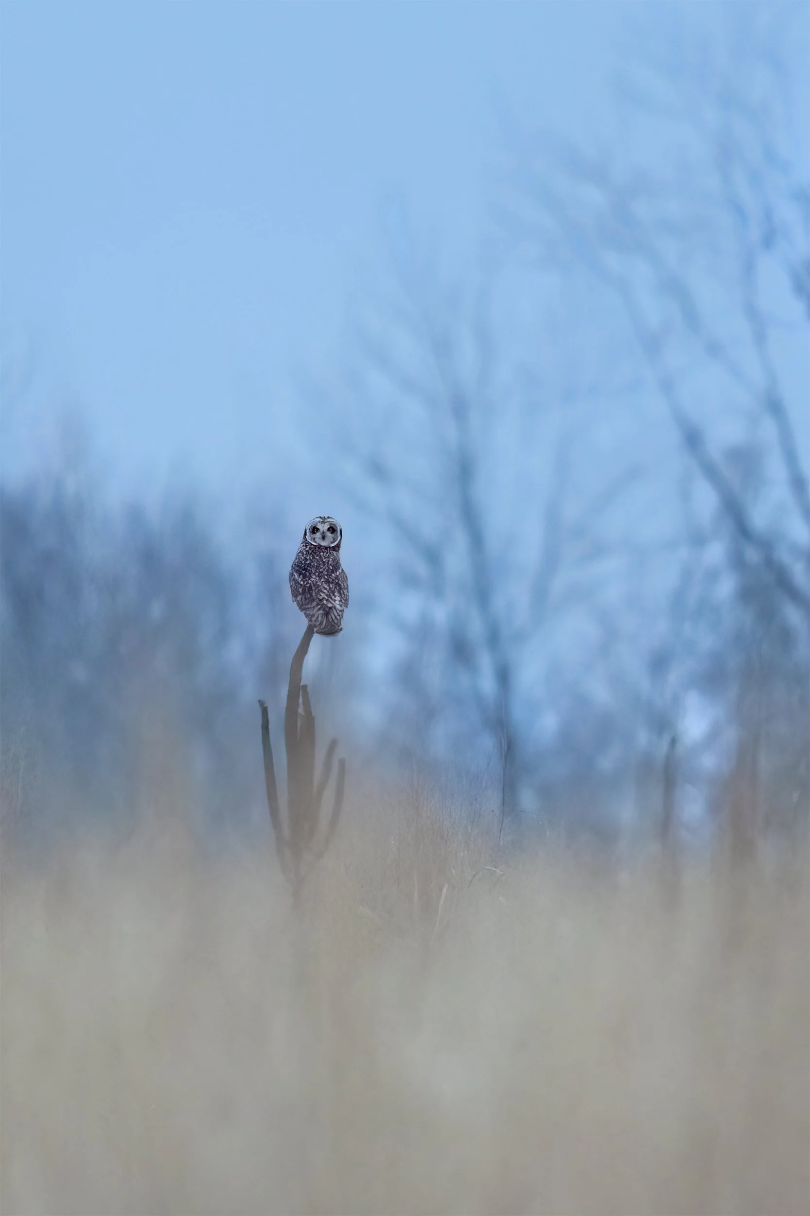 Short-eared Owl in Chicago Grassland
