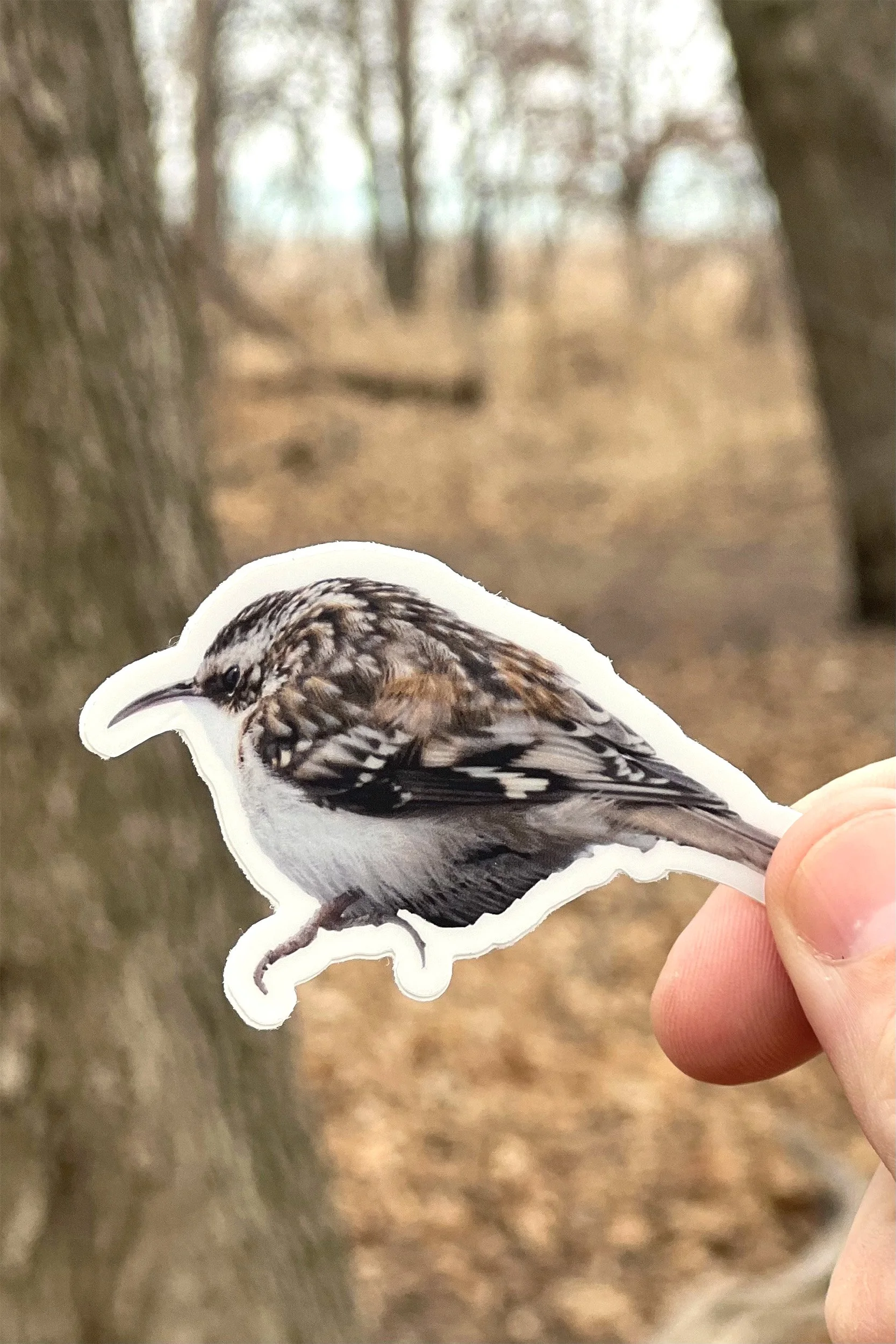 Brown Creeper