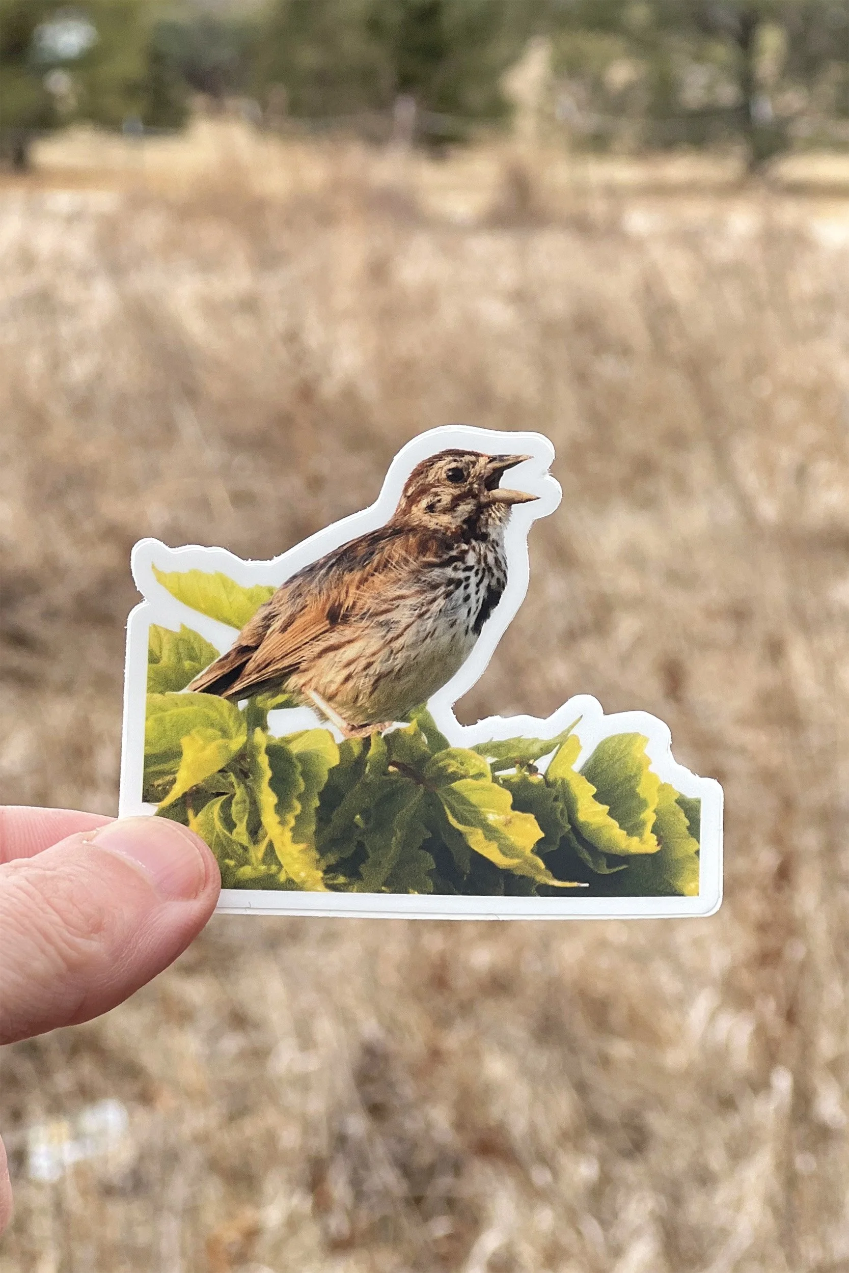 Song Sparrow Singing