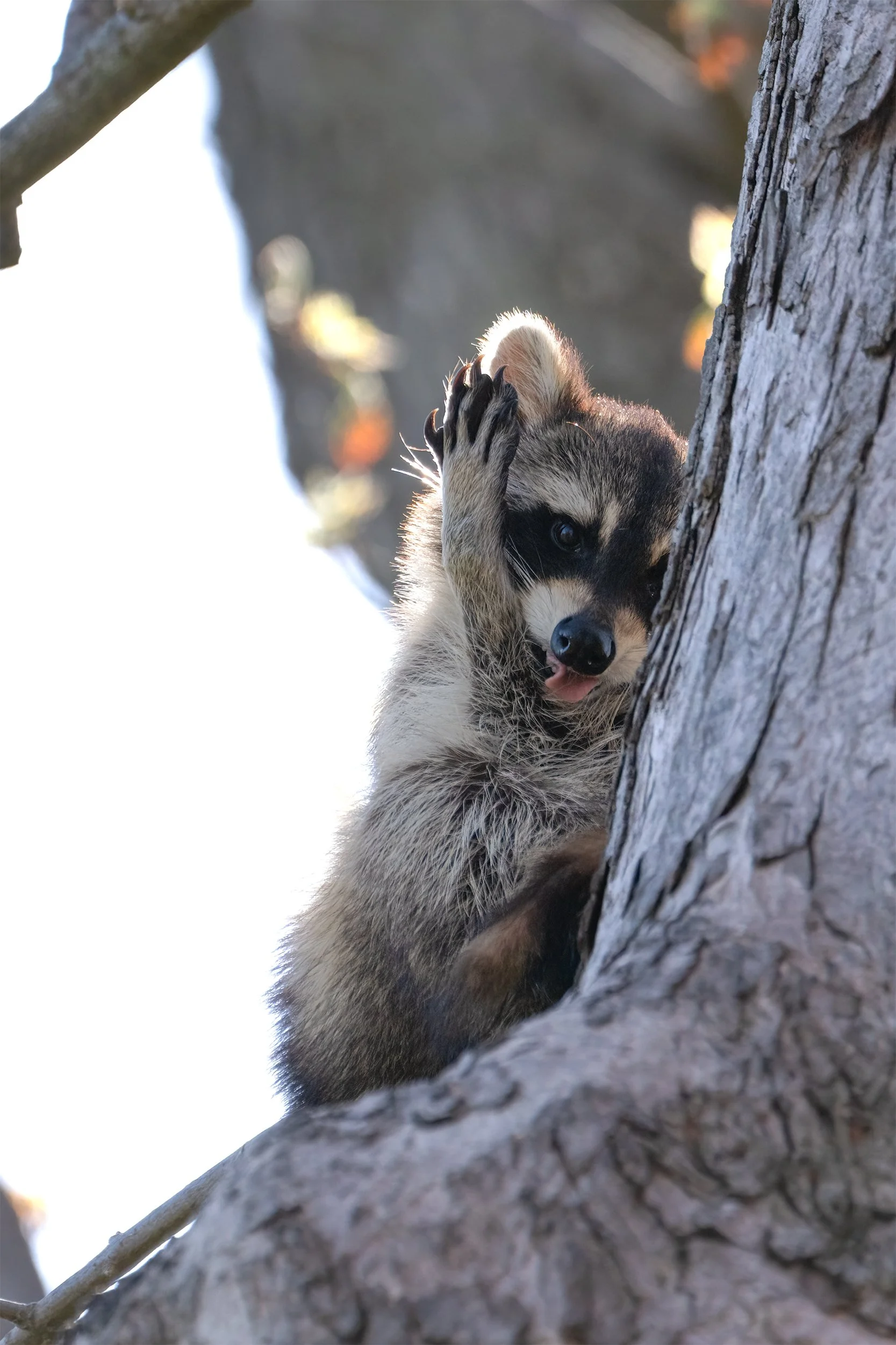 DSC08018-RacoonHand-2x3crop.jpg