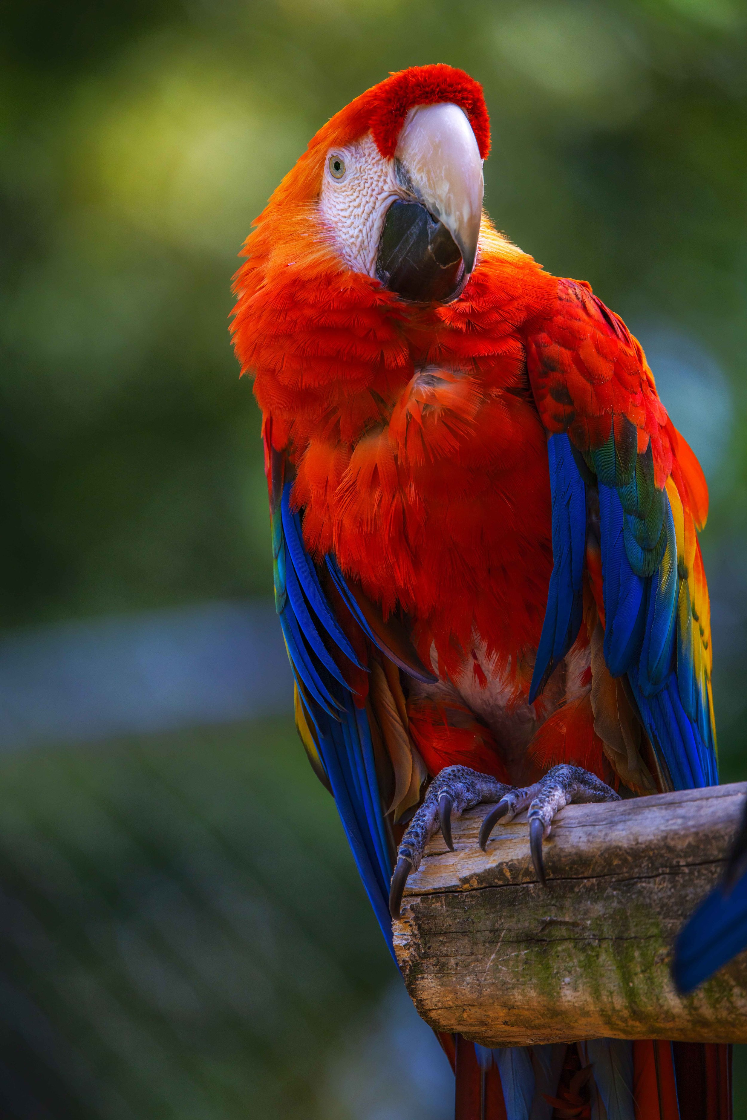 Parrot