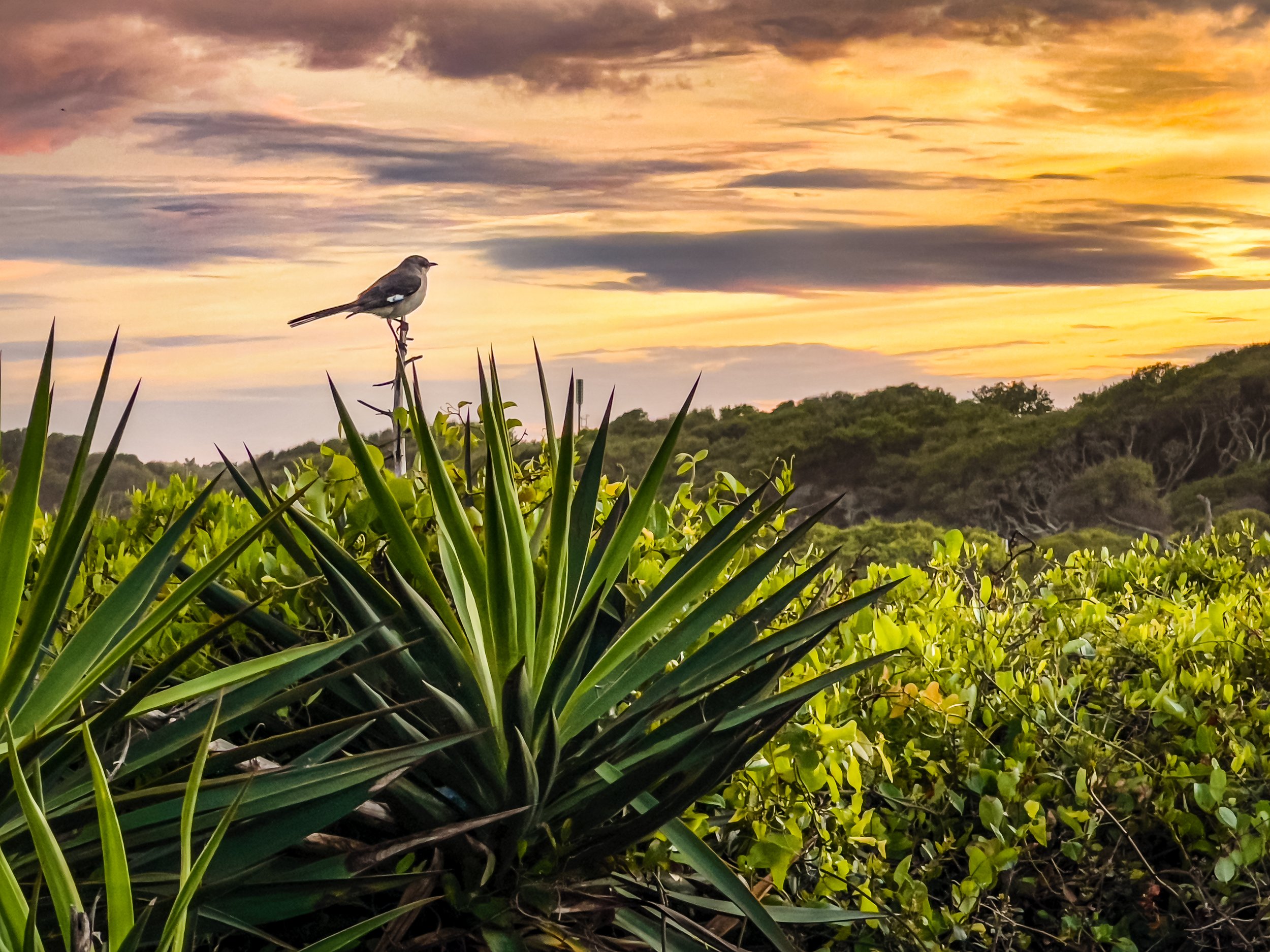 Fort Fisher Bird Watching Sun Set