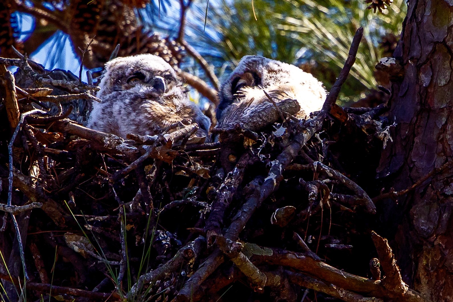 Great Horned Owlets