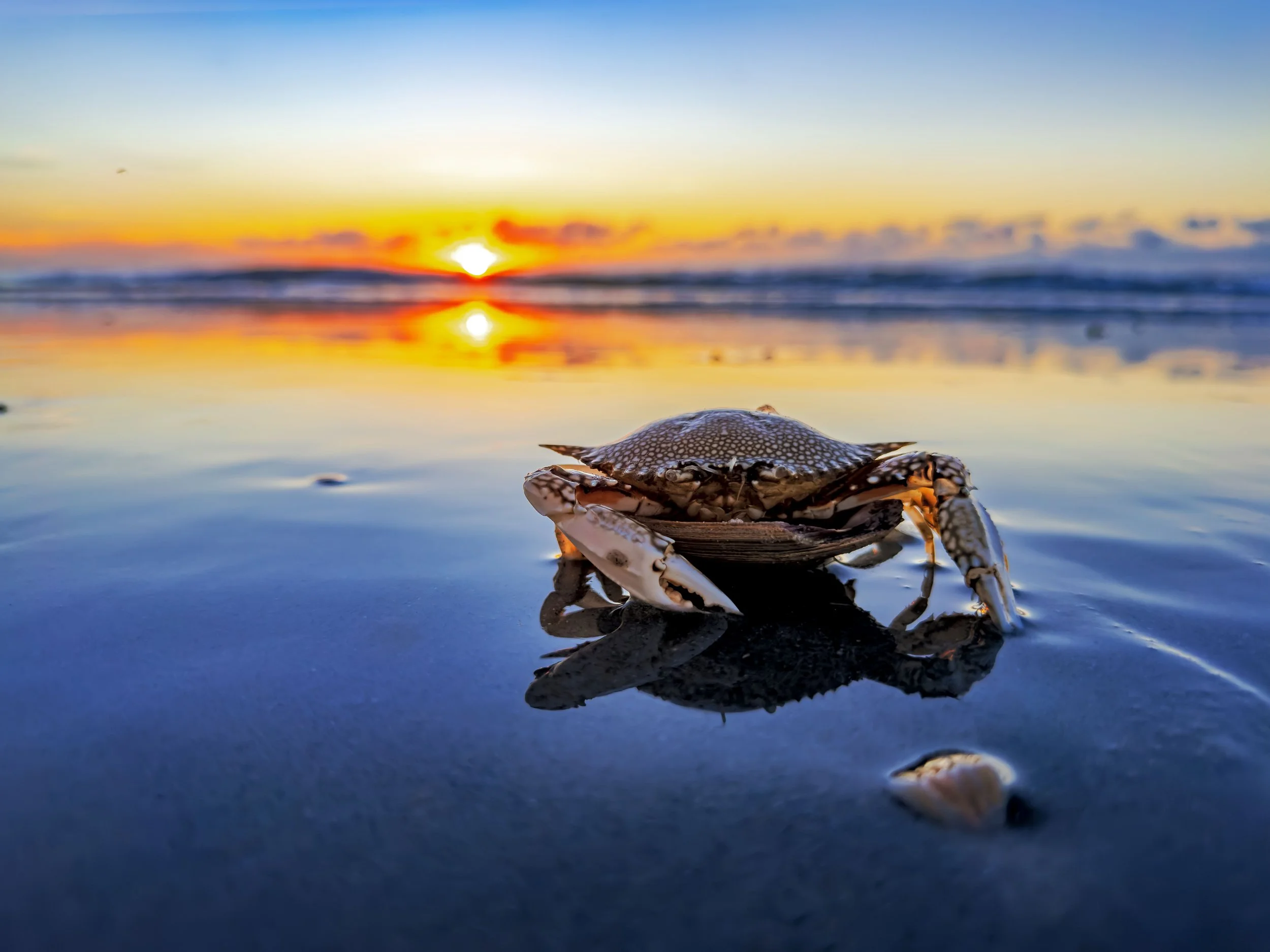 CrabSunrise.jpg
