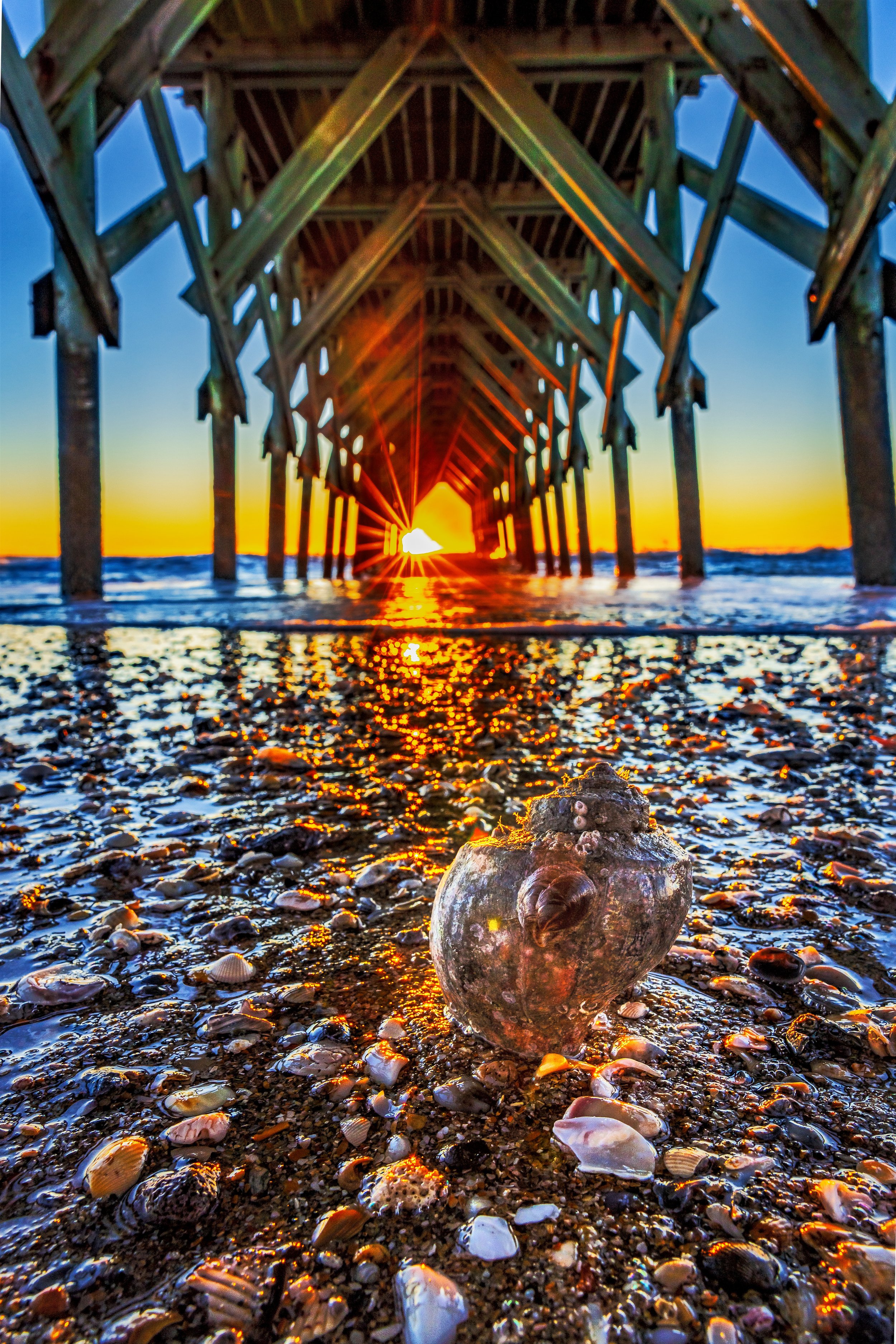 Sunrise Shells