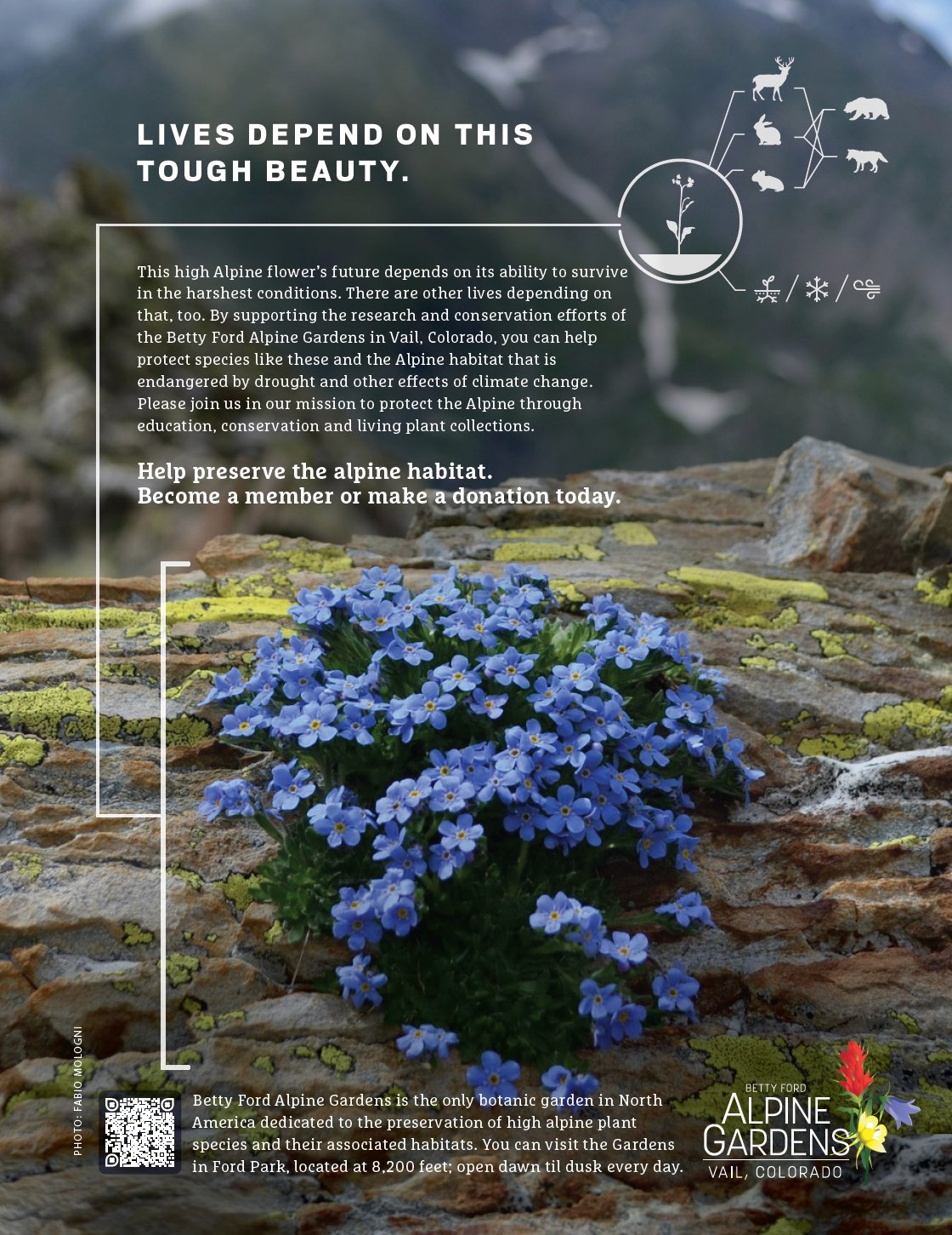 Blackbird_BGAR-Forget Me Not-4.10.24.jpg