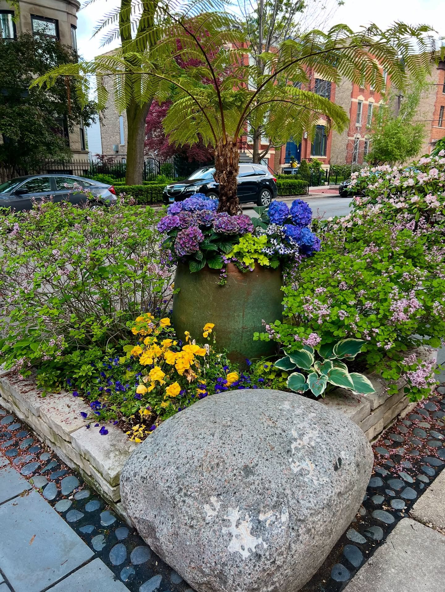 A parkway garden in our neighborhood featuring hydrangeas and hostas. 

It can be difficult to dig into the ground in the parkway, so lots of neighbors turn to pots for an easier and beautiful planting solution. 

#chicagogardeners #chicagogardening 