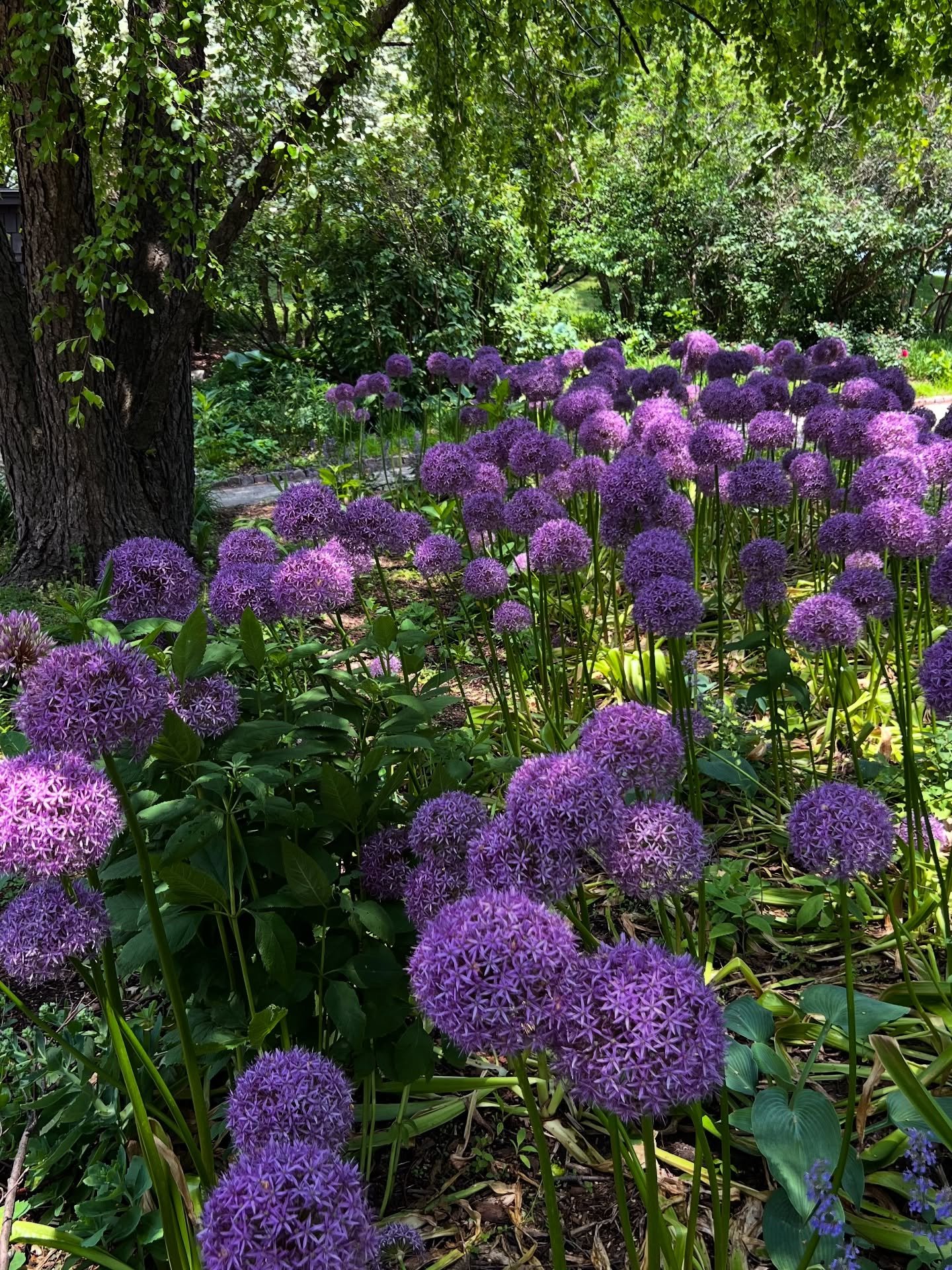 Alliums blooming at North Pond in Lincoln Park 💜

North Pond is about a 15 minute walk away from Sheffield Neighborhood. After attending our garden walk July 19-20 a walk over to see the beautiful plants is a great way to end the day. 

#alliums #ch