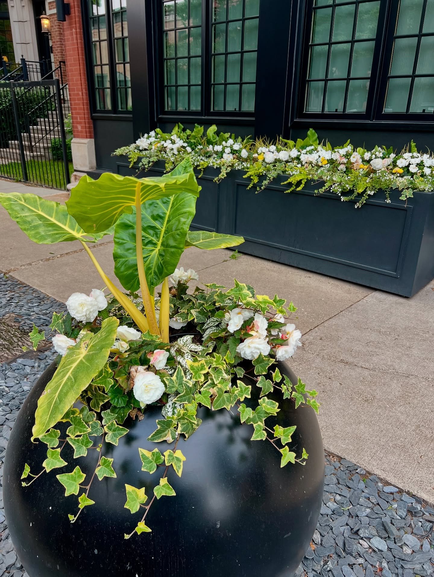 Modern planters filled with ivy, begonias, angelonia, and elephant ears line the sidewalk in the Sheffield Neighborhood.

Come get inspired with planting combinations at the Sheffield Garden Walk on July 19 &amp; 20! 

You can find out more informati