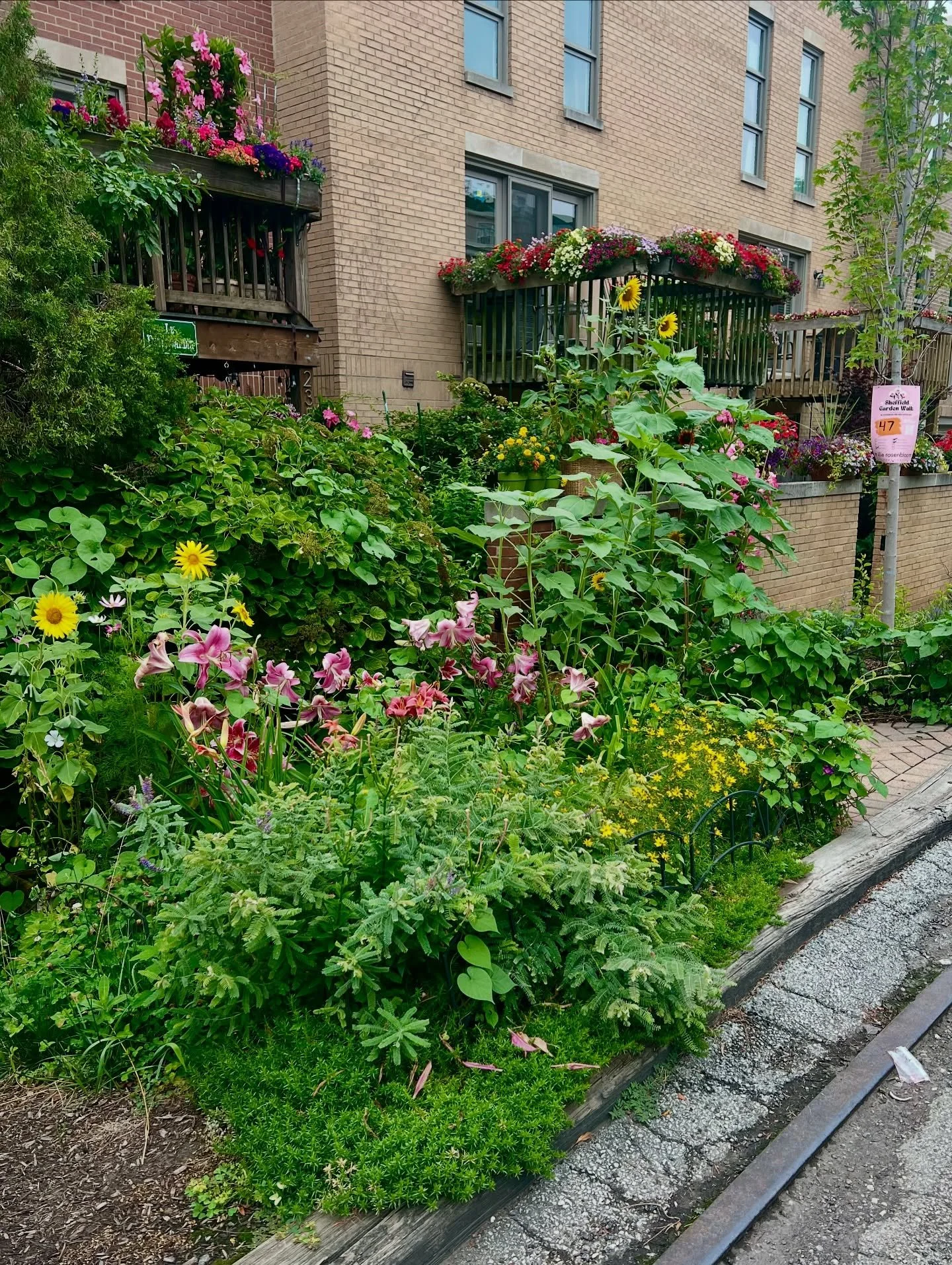 A ten year transformation of this amazing alleyway garden! Swipe to see the before.

Make sure to stop by #47 to see it in person. 

#sheffieldgarden #sheffieldgardenwalk #chicagogarden