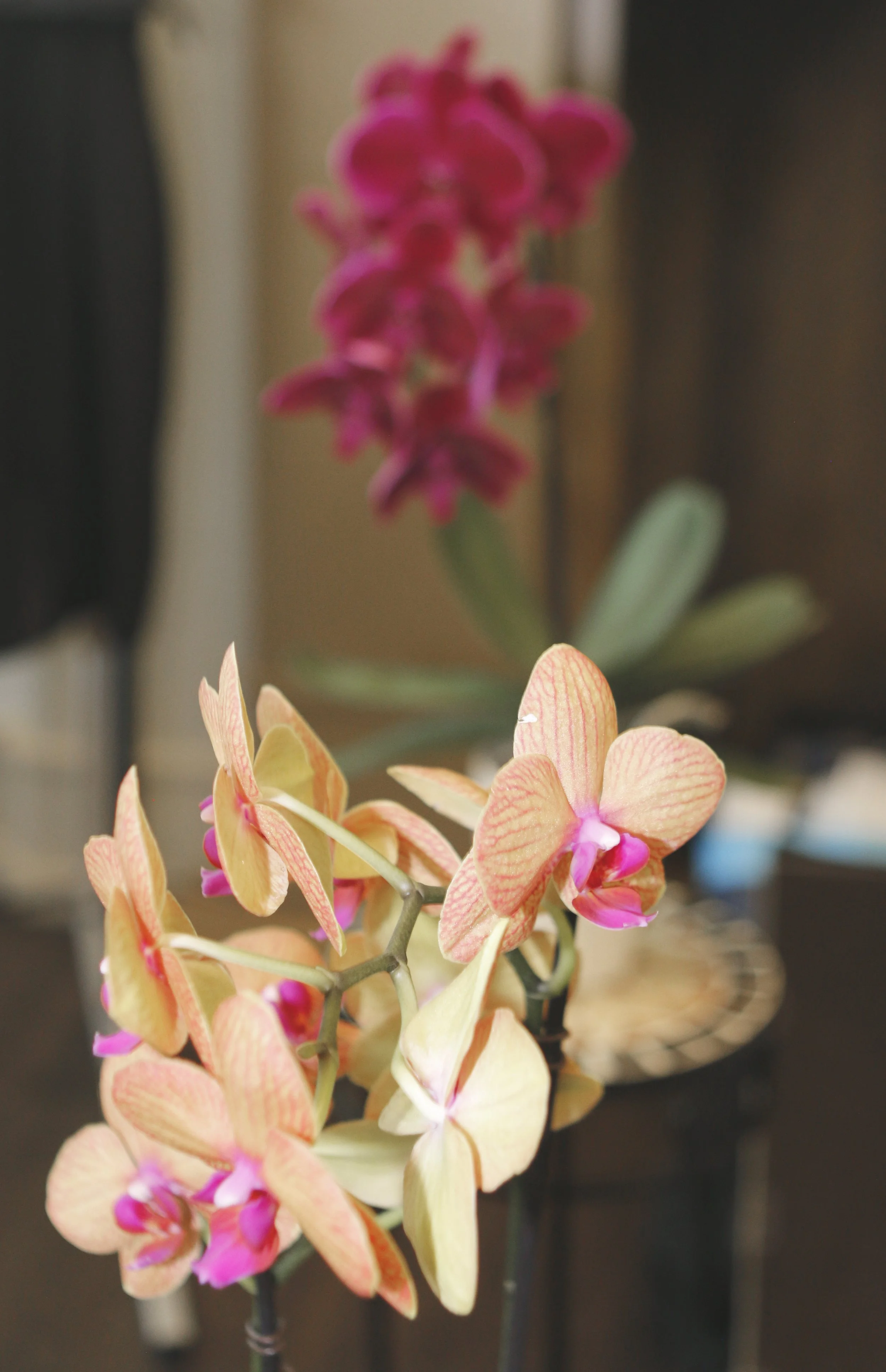 Monterey_Library_Foundation _W&W_027.JPG