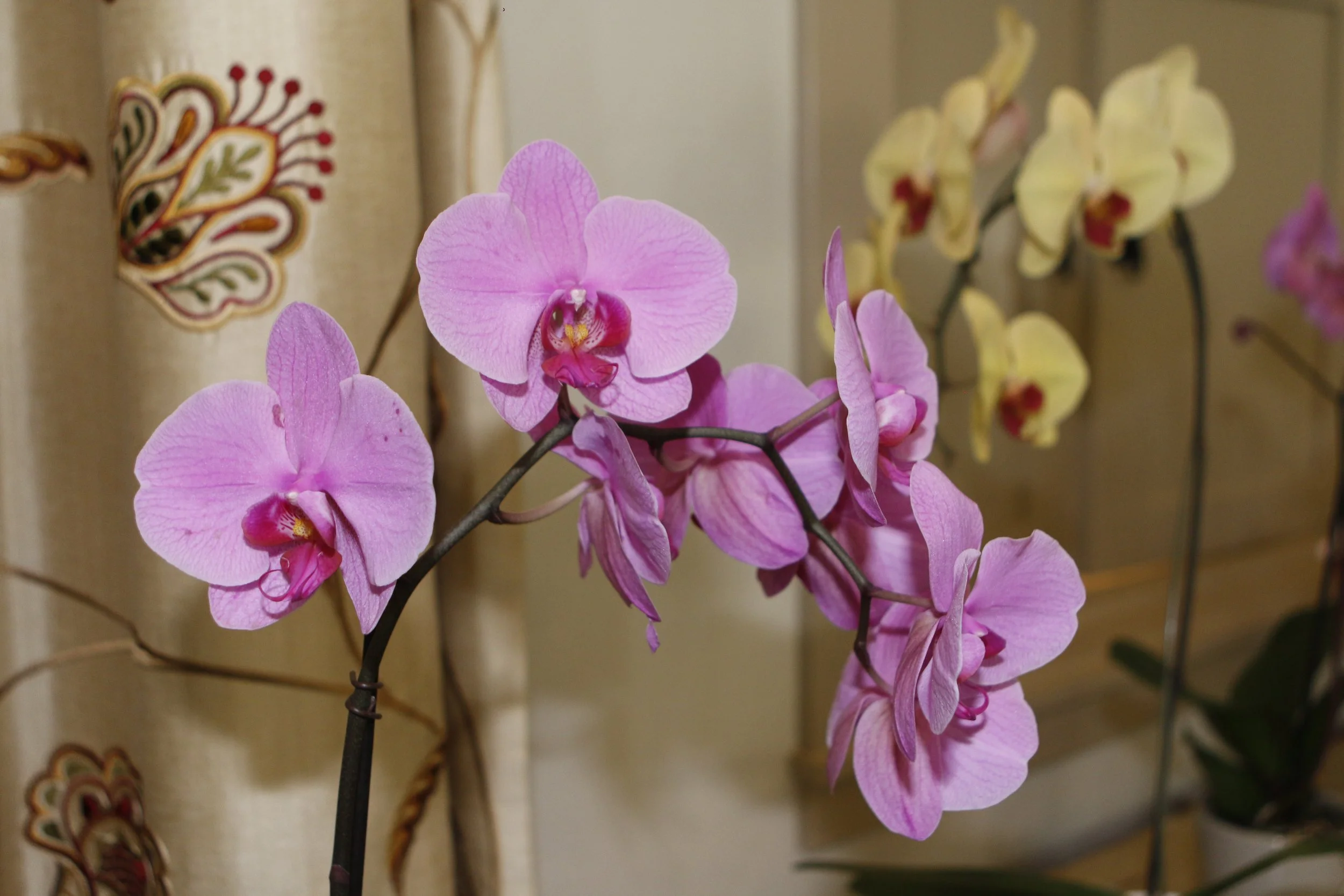 Monterey_Library_Foundation _W&W_047.JPG