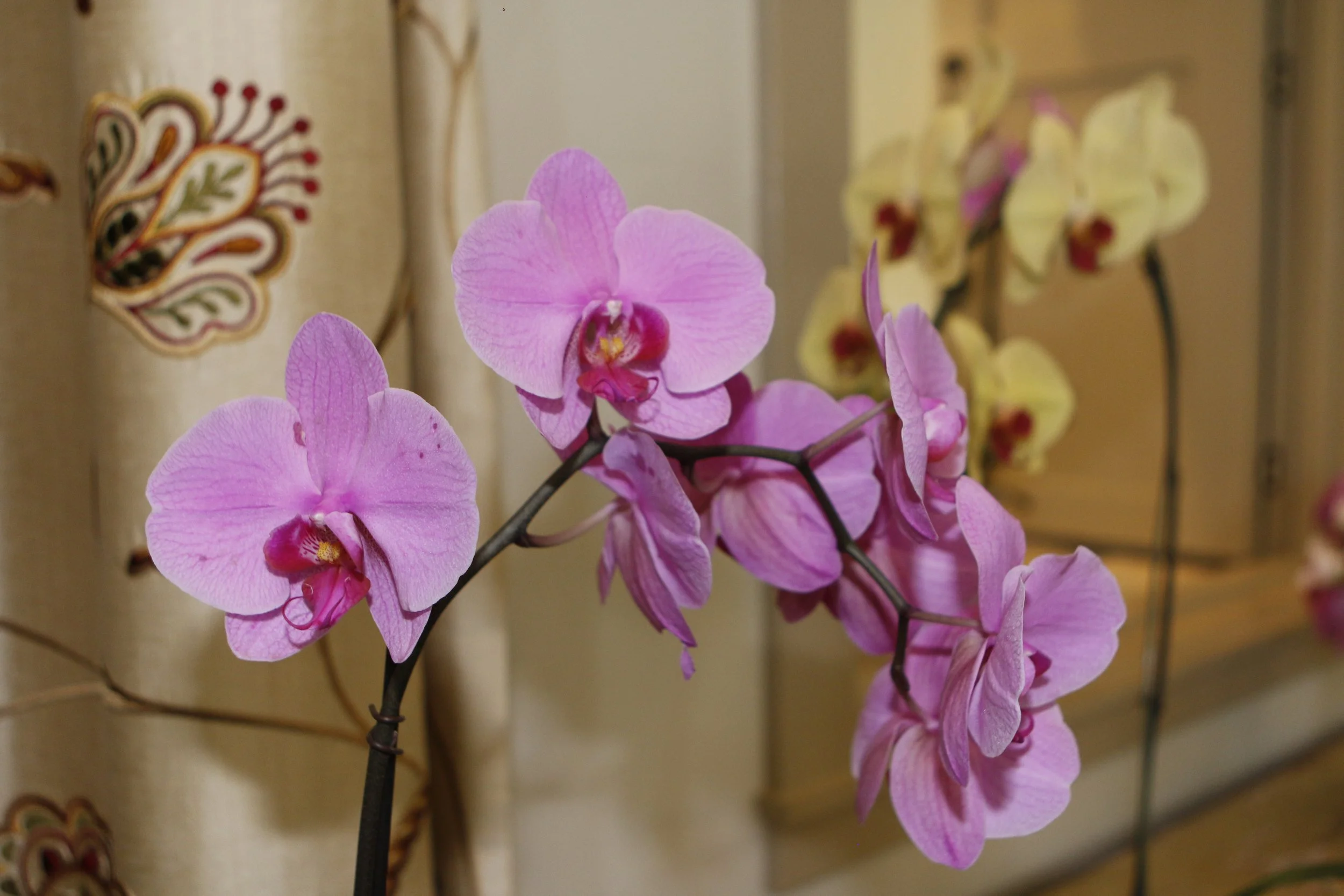 Monterey_Library_Foundation _W&W_029.JPG