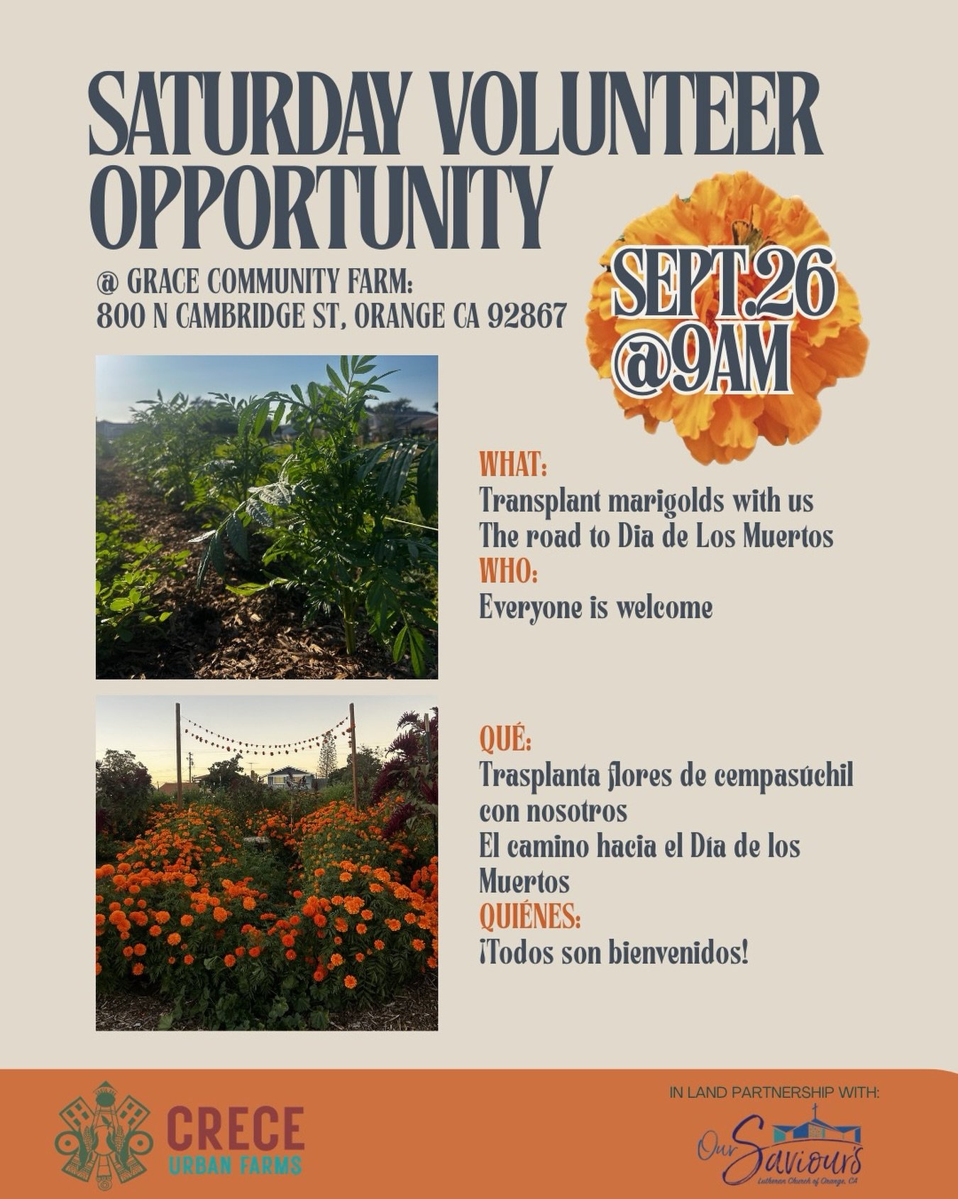 Come join us this Saturday to transplant our cempasuchil seedlings into the ground. Open to all returning and new volunteers, no experience required. Help us prepare for Dia de los Muertos. 
🌱
Acomp&aacute;&ntilde;anos este s&aacute;bado a trasplant