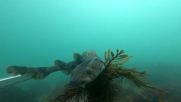 Nursehound shark, Scyliohinus stellaris caught on BRUV footage..jpg