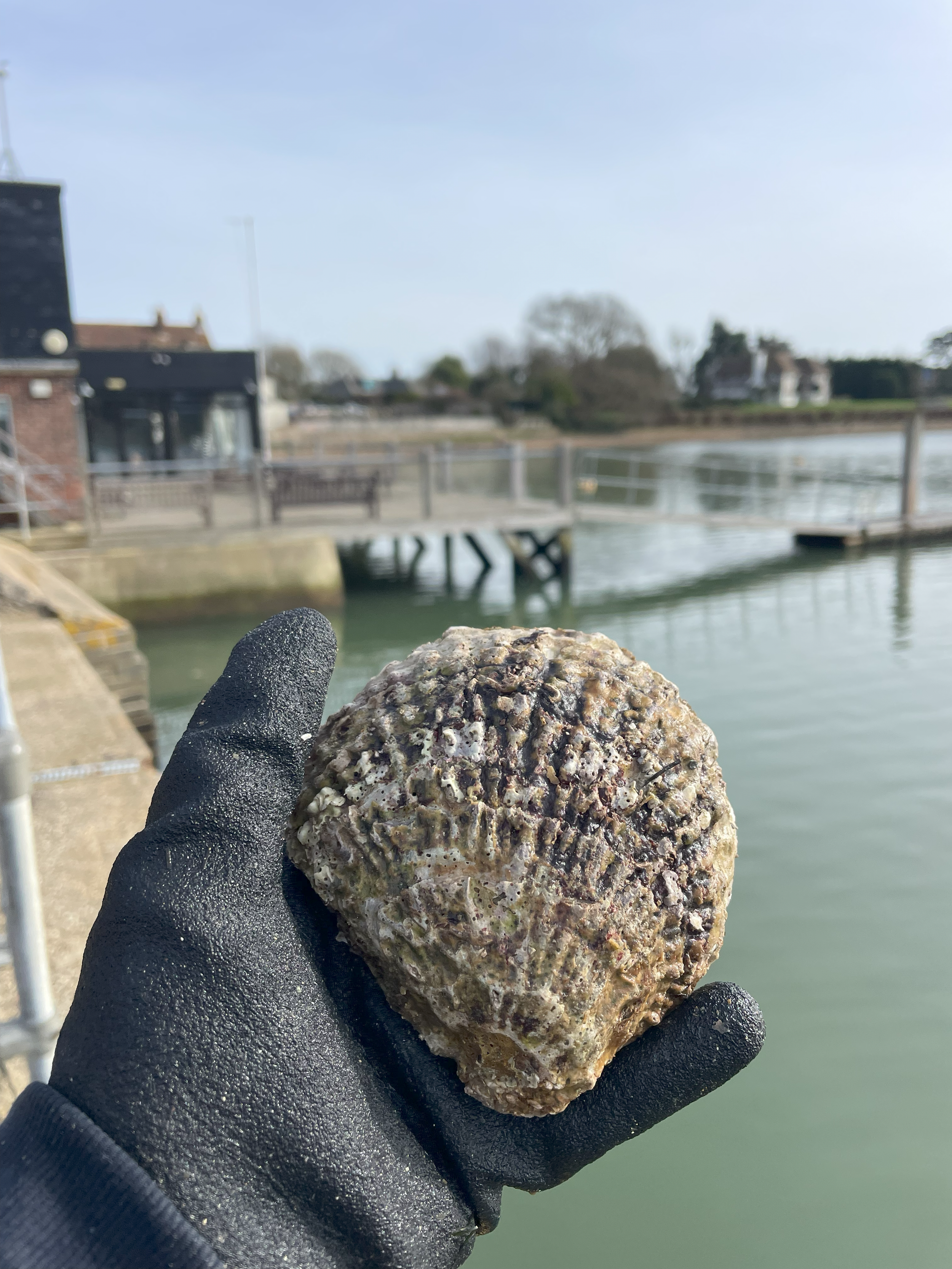 Oysters3.png