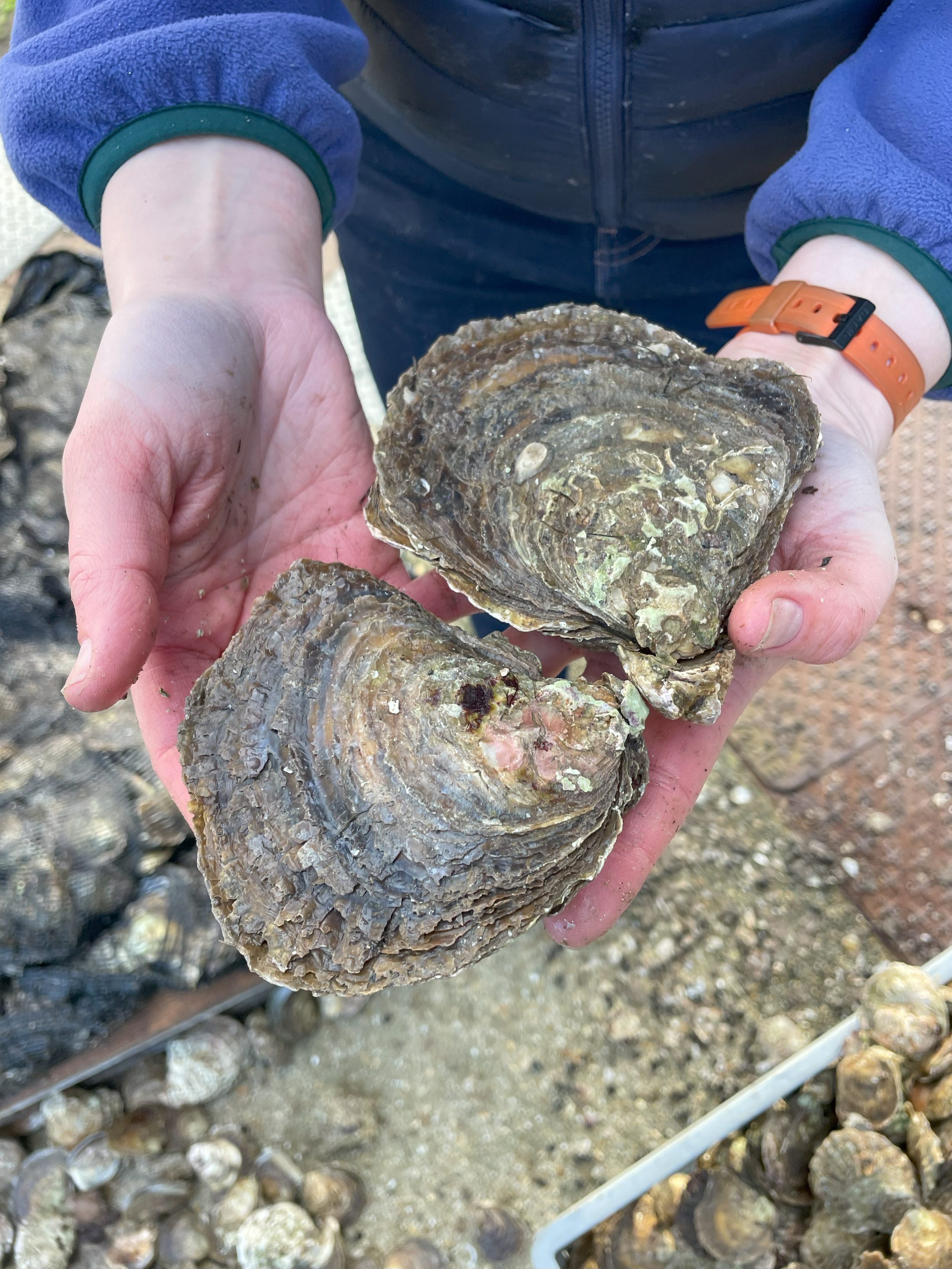 oysters2.png