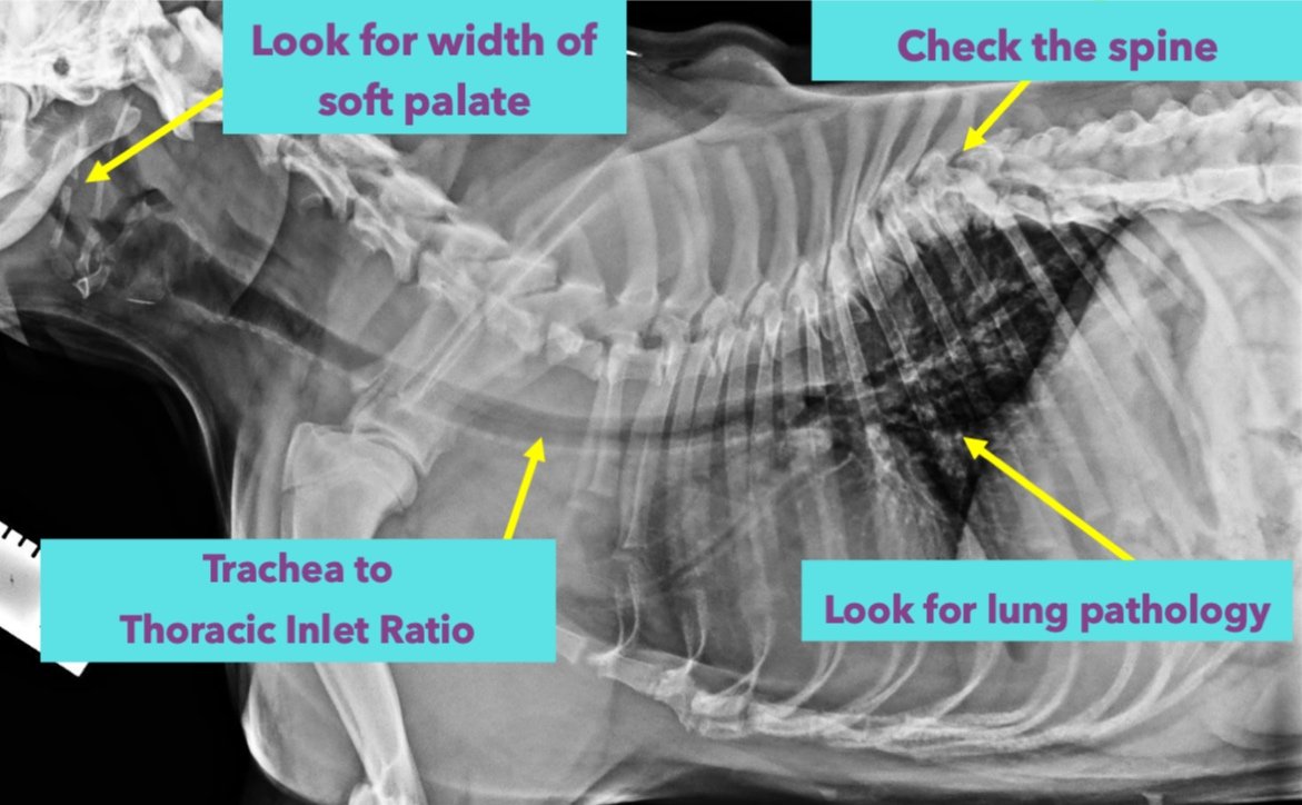 Chest radiographs