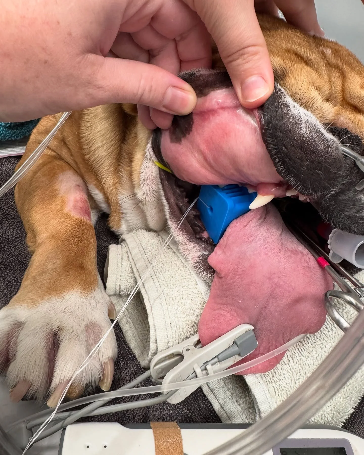 BITE BLOCKS - One of my tricks for safely recovering Brachys after anaesthesia ! 
✅ Helps to reduce pressure on the tongue and palate during recovery

I got mine from @im3_australia 
DM me for the link. 🔗 

For all the vets and nurses following- hav