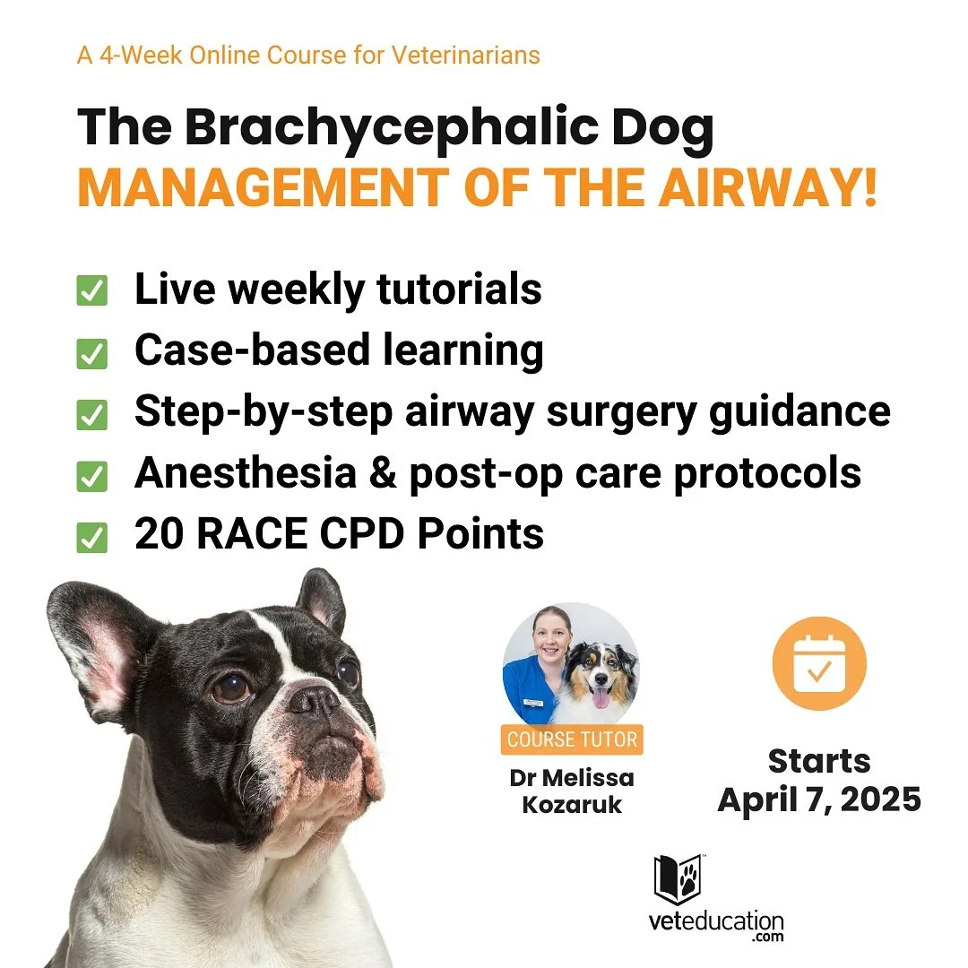 Join me for my next 4-week CPD-accredited course with Vet Education ! 

The Brachycpehalic Dog - Management of the Airway - revamped for 2025! 

The course includes:
- 4 x weekly live tutorials (also recorded to play back later) 
- 🔬 BOAS diagnosis 