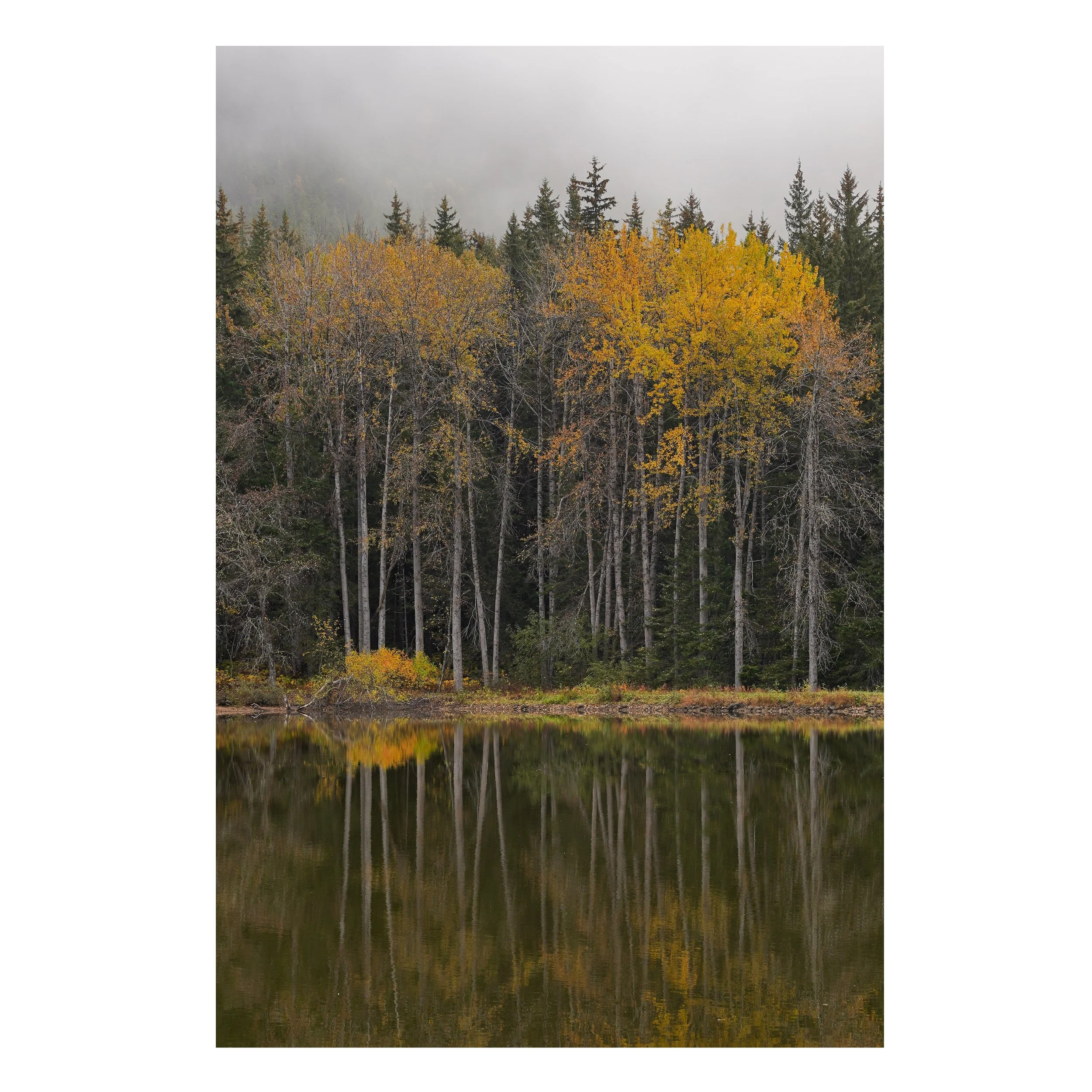 Autumn Birch