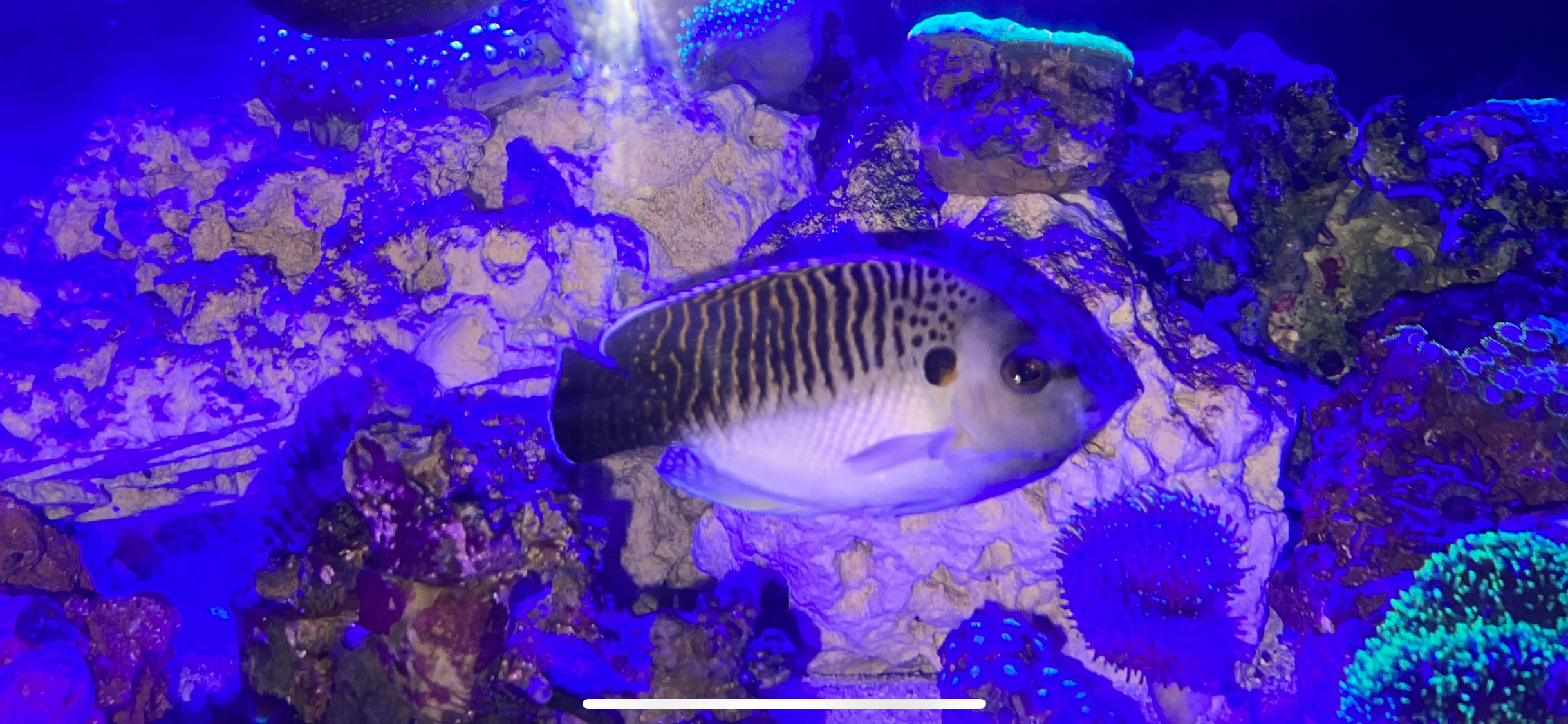 Tiger Angelfish  Apolemichthys kingi