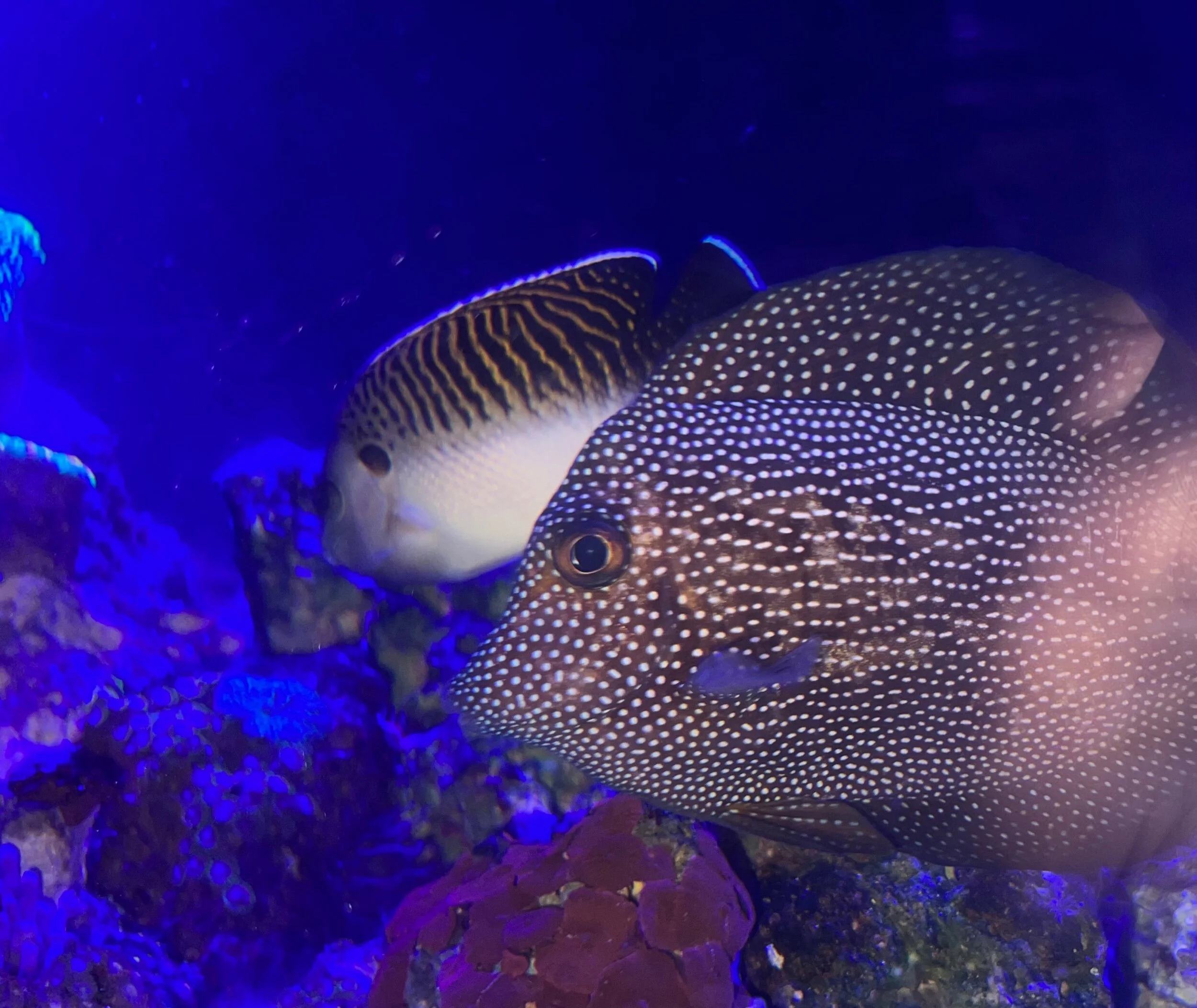 89FF4113-3253-4E88-873D-C931EB416A18